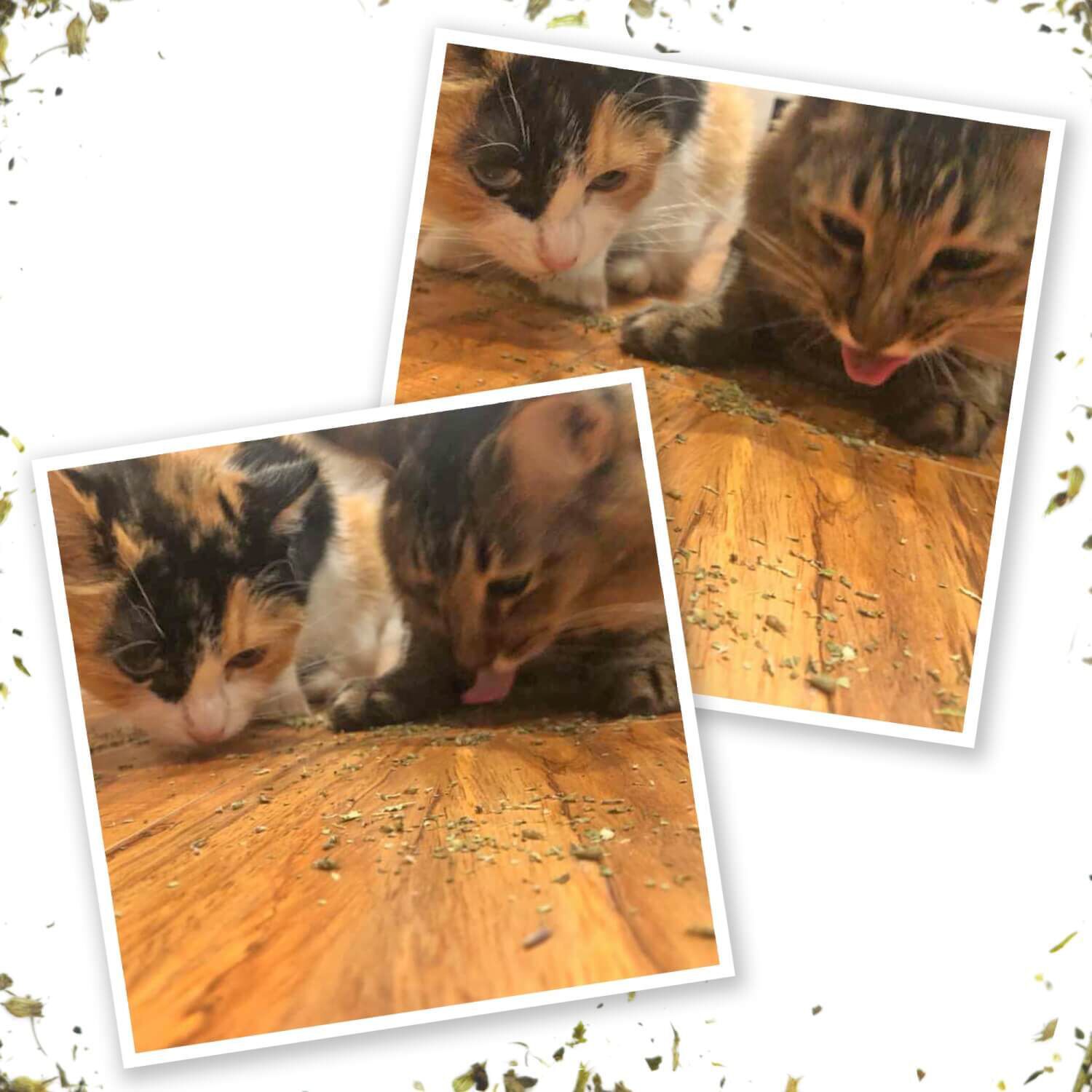 Meowijuana Kalico Kush - Valerian Root & Catnip Blend For Cats