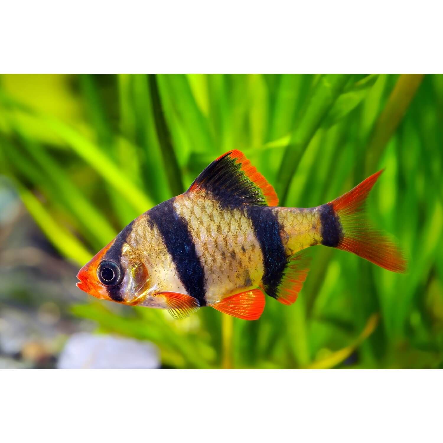 Tiger Barb Fish, Regular Sized