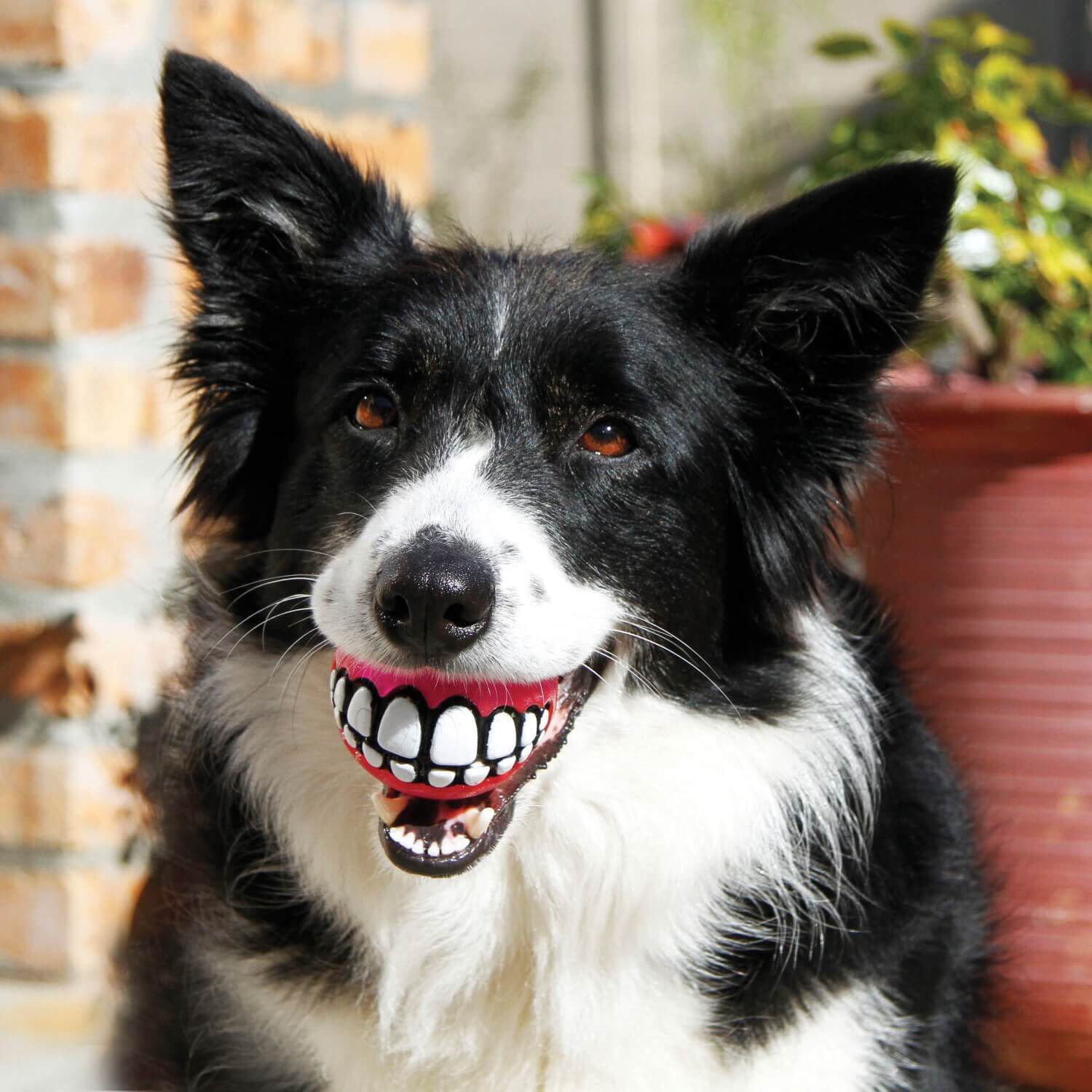Kong Grinz By Rogz, Fetch And Retrieve Toothy Grin Ball Dog Toy, Assorted Colors