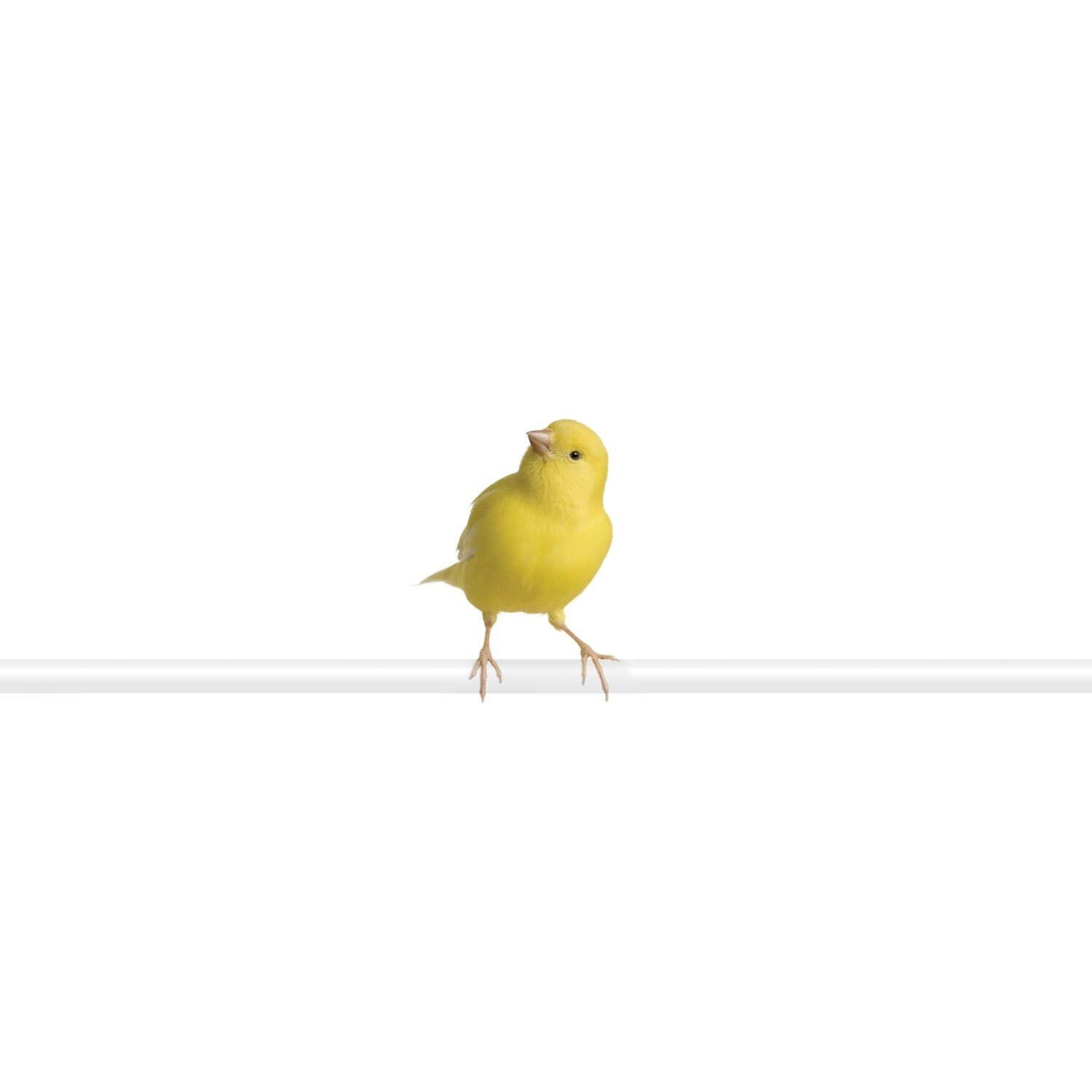 Yellow Canary