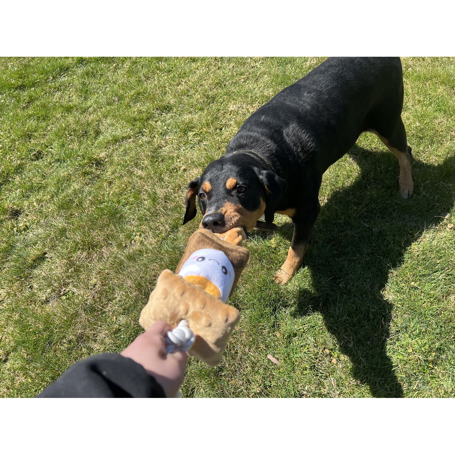 Territory S'mores Squeaker Dog Tug Toy, 13"