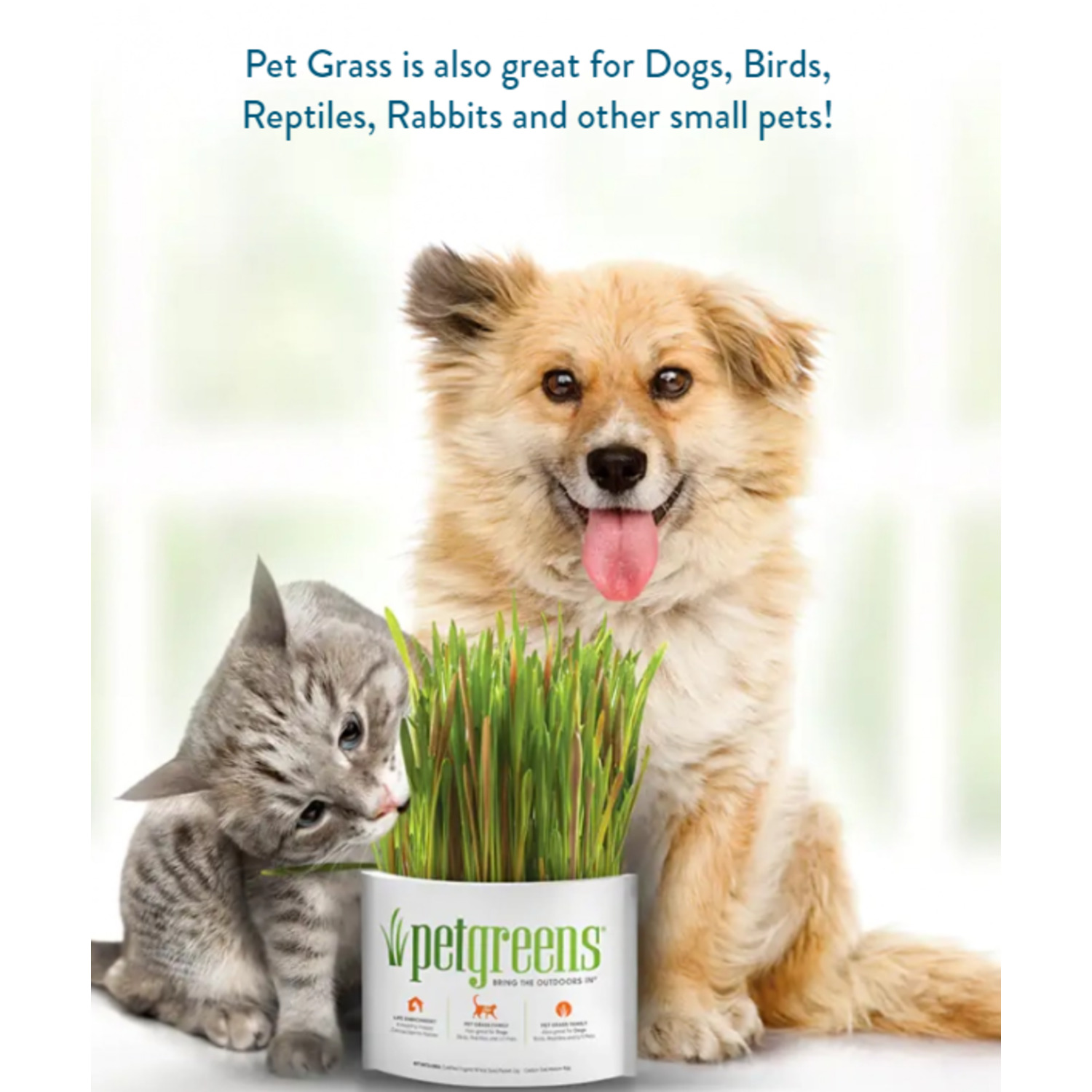 Pet Greens Cat Grass Easy Self-Grow Organic Medley Cat Treat Kit