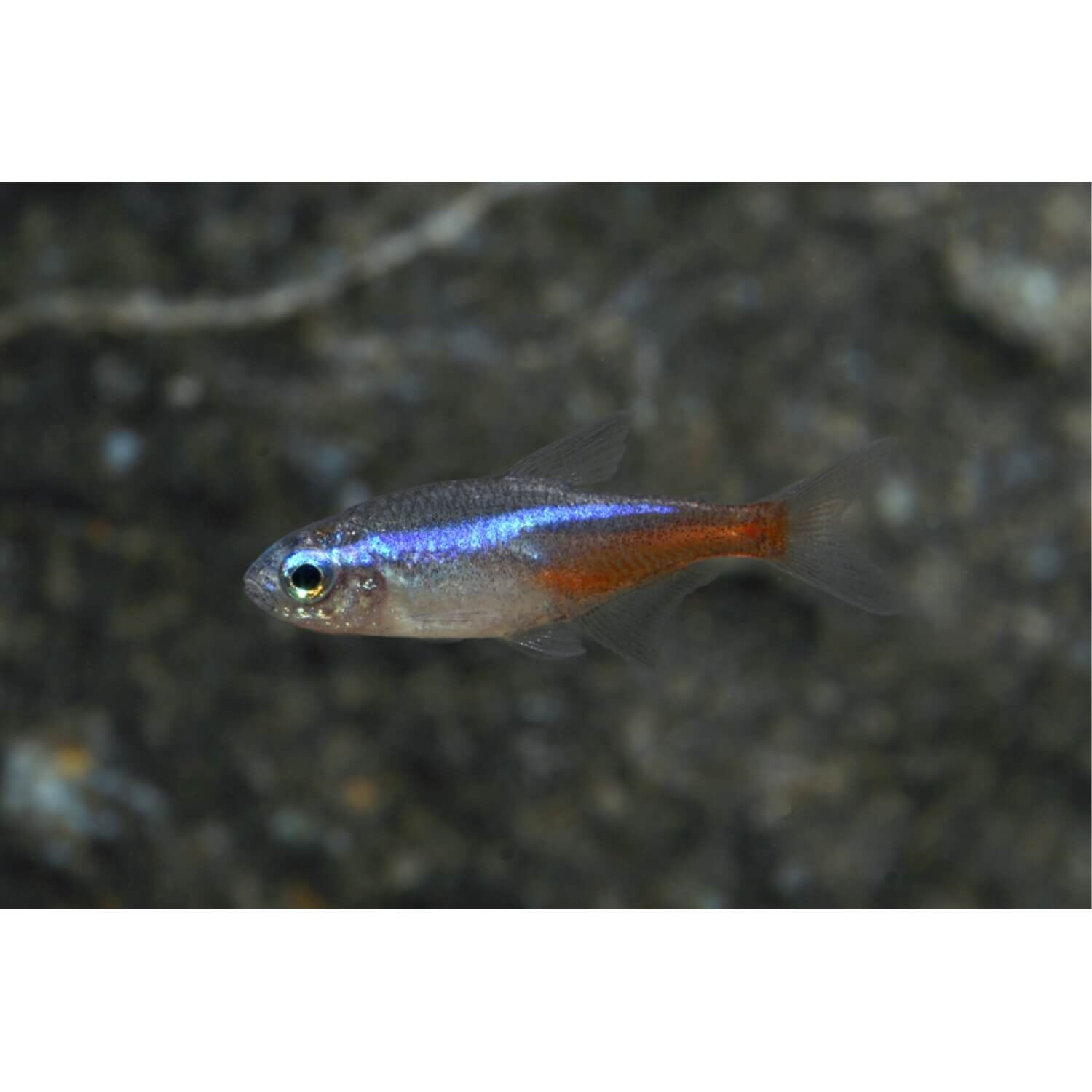 Neon Tetra Florida Large