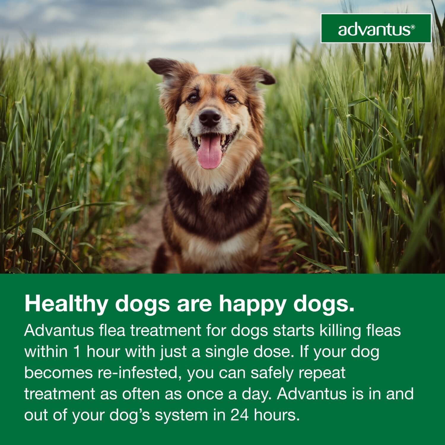 Advantus Oral Flea Treatment For Dogs, 4-22 Lbs