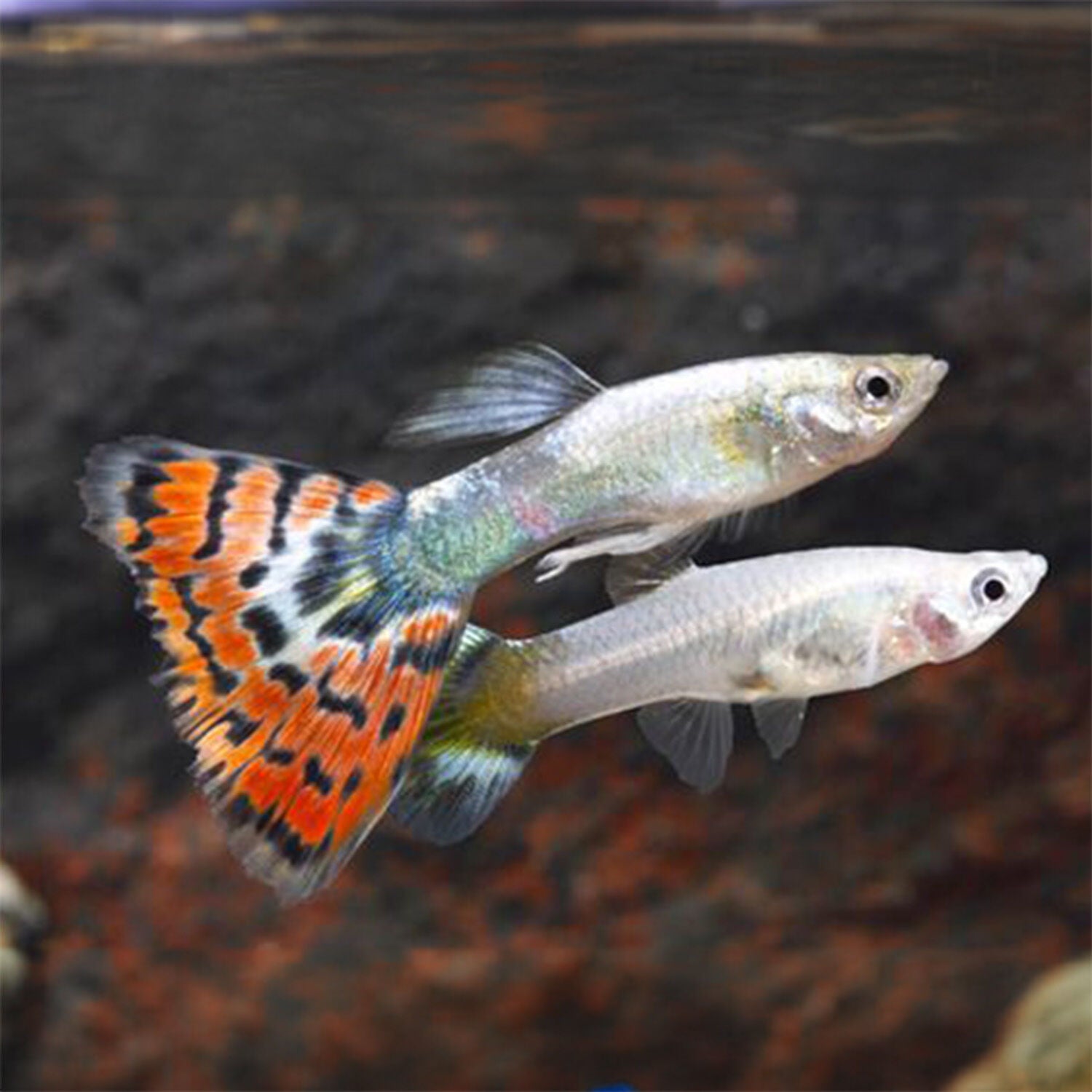 Assorted Delta Guppy Female Medium