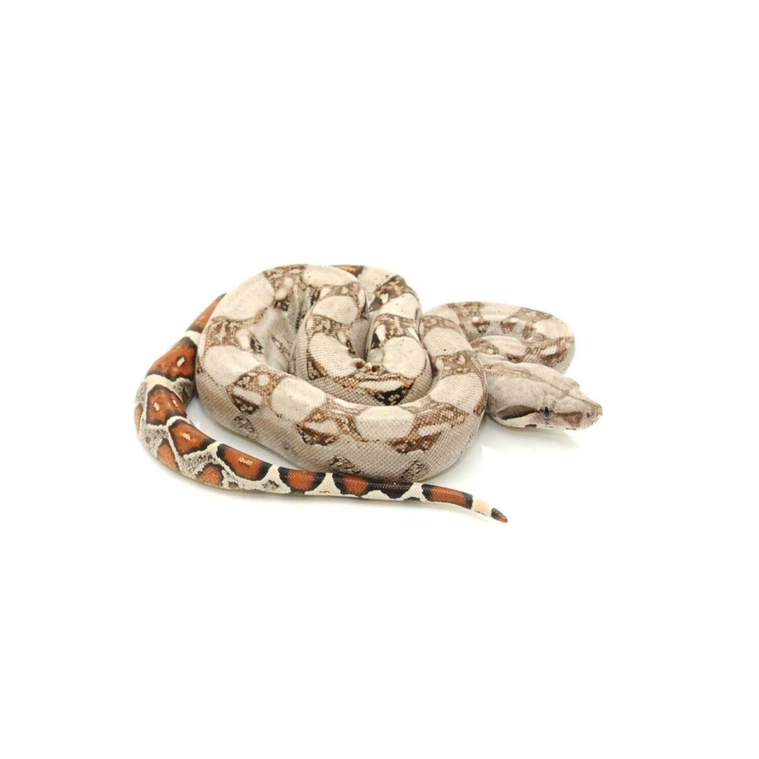 Columbian Red Tail Boa Constrictor