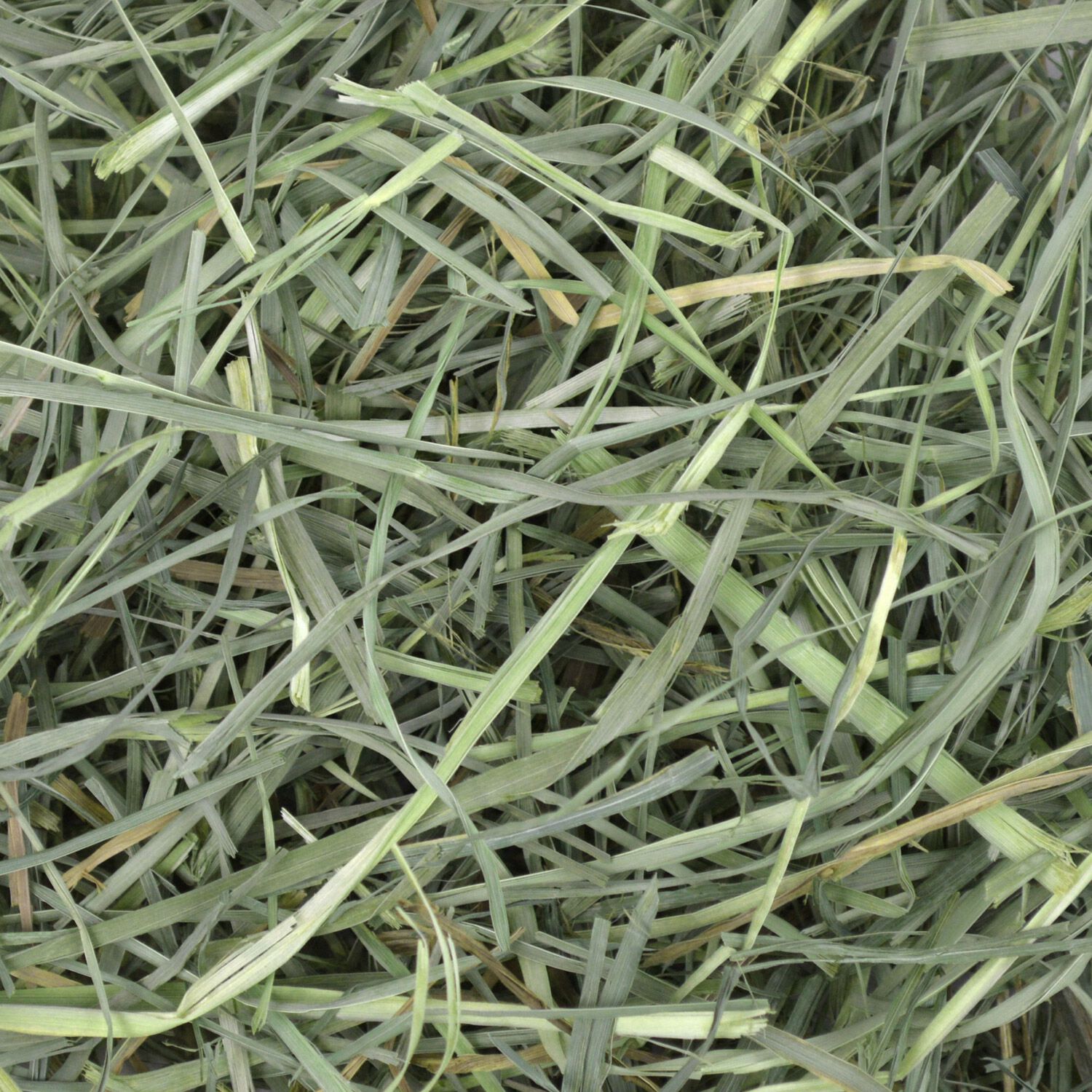 Oxbow Orchard Grass Hay For Small Animals