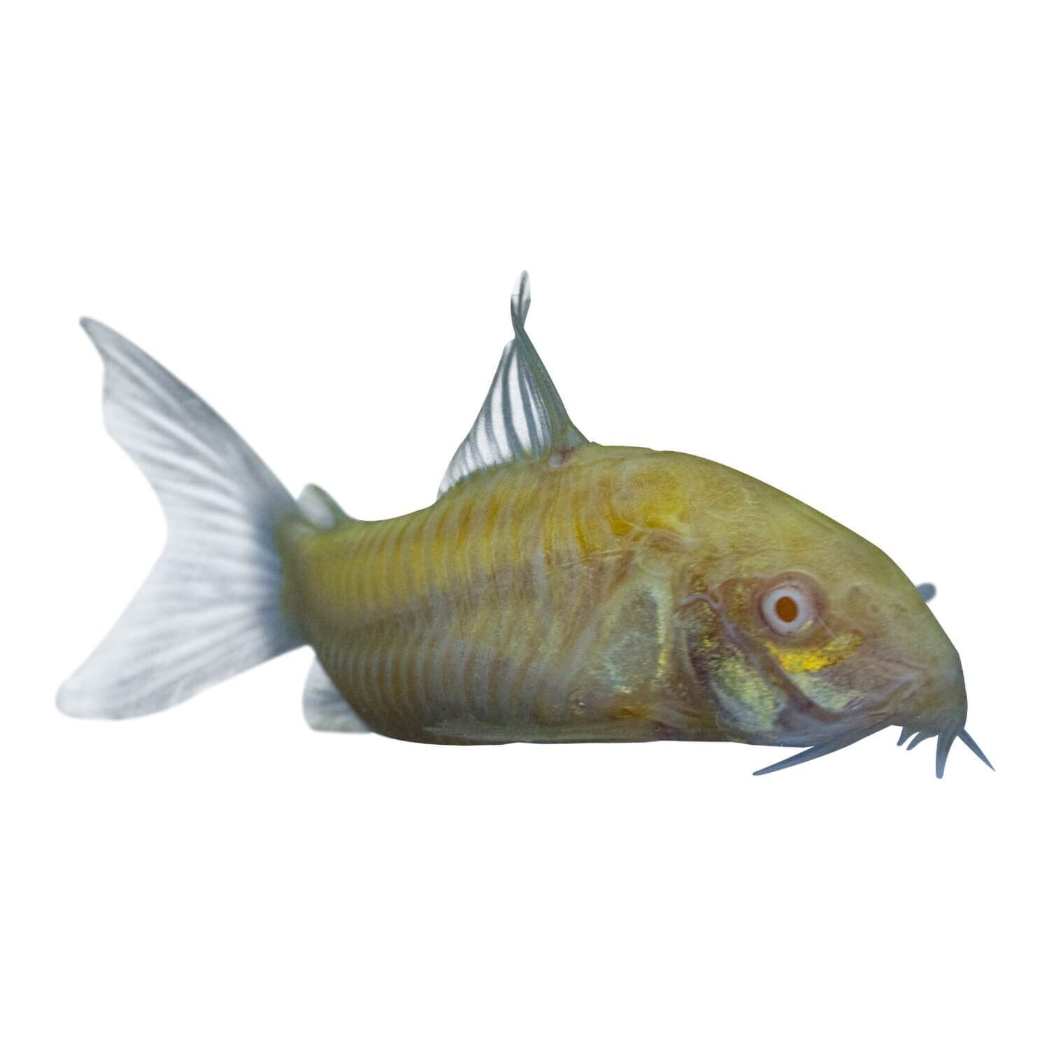 Glofish Corydoras Catfish