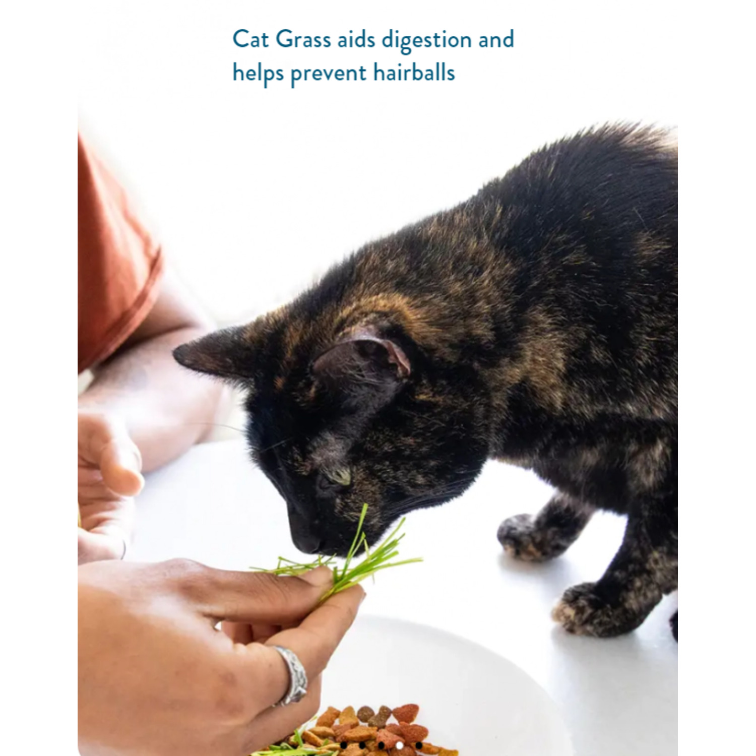 Pet Greens Cat Grass Easy Self-Grow Organic Medley Cat Treat Kit