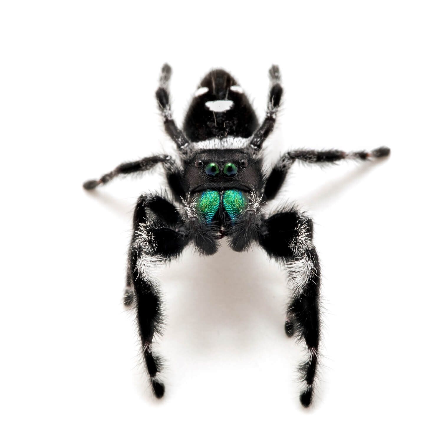 Jumping Spider