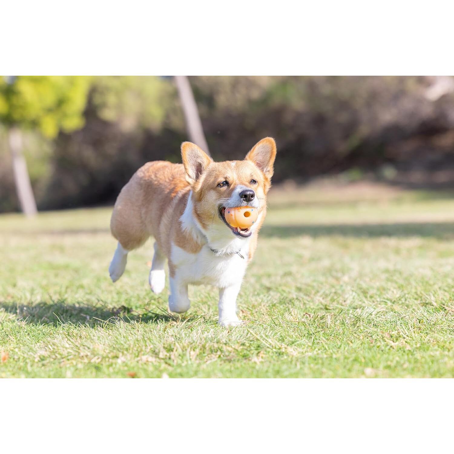 Chuckit! Birthday Fetch Ball Dog Toy, Medium, 2.5"
