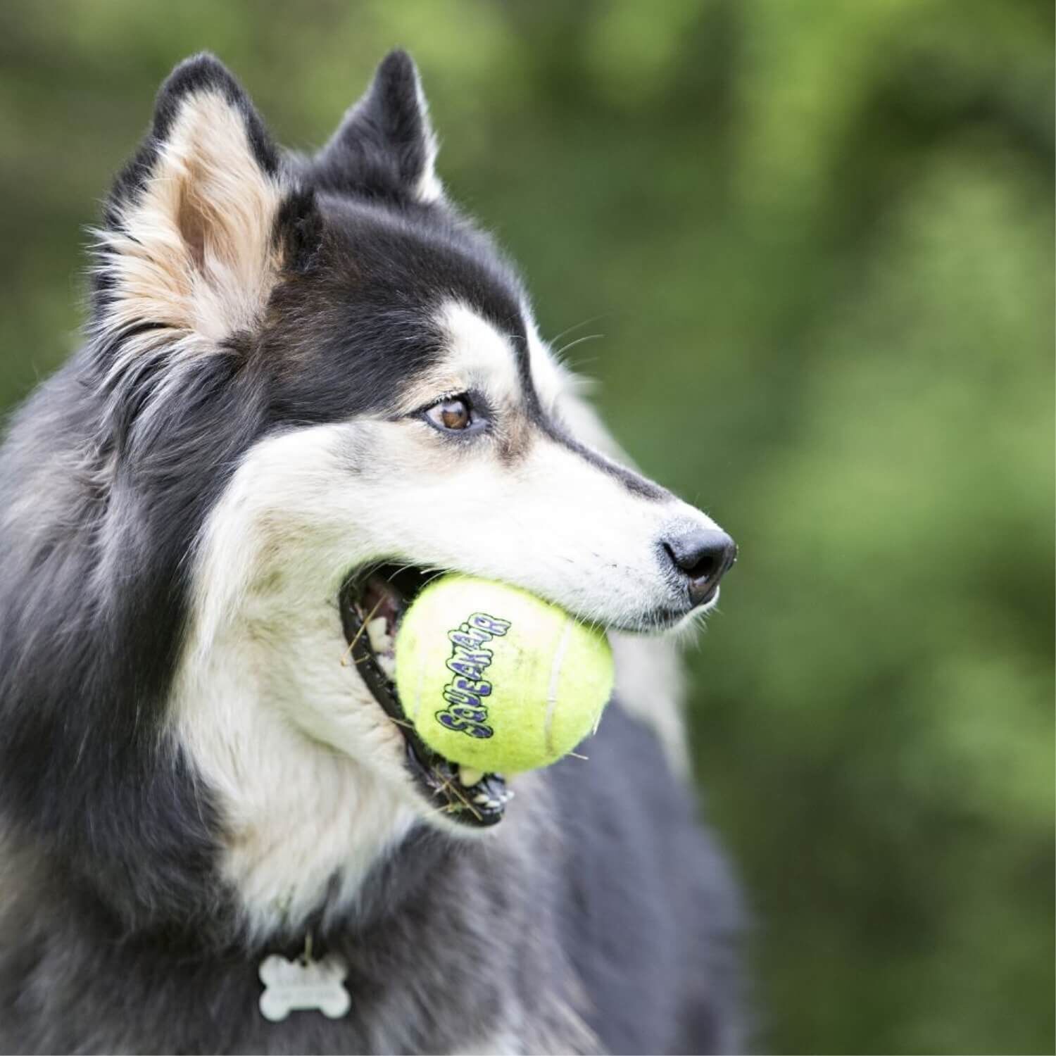 Kong Squeakair Nonabrasive Tennis Balls, Medium