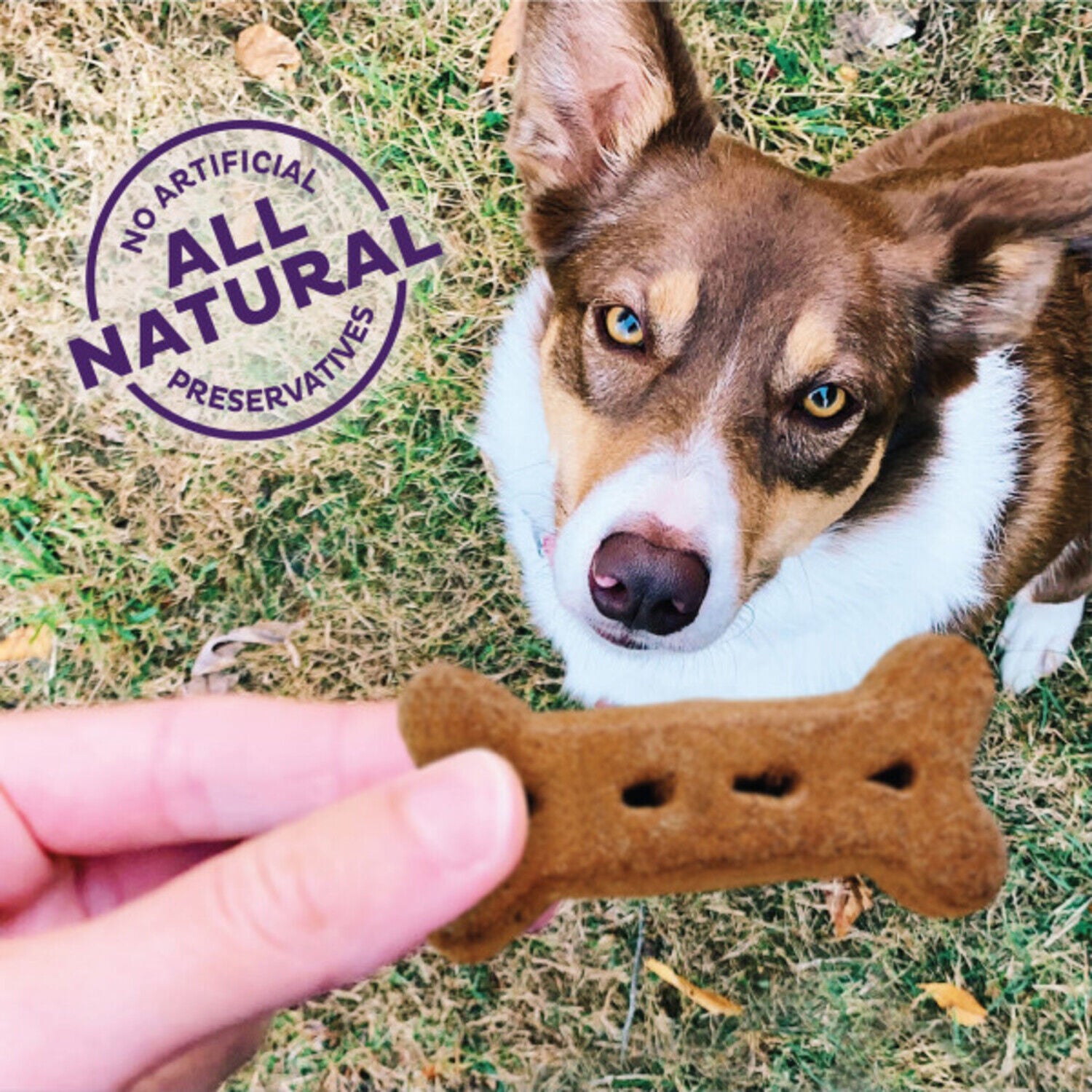 Old Mother Hubbard Wellness P-Nuttier Value Box Natural Large Oven-Baked Biscuits Dog Treats, 6Lb