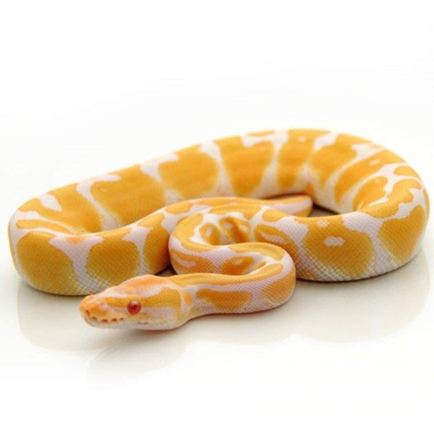 Albino Ball Python