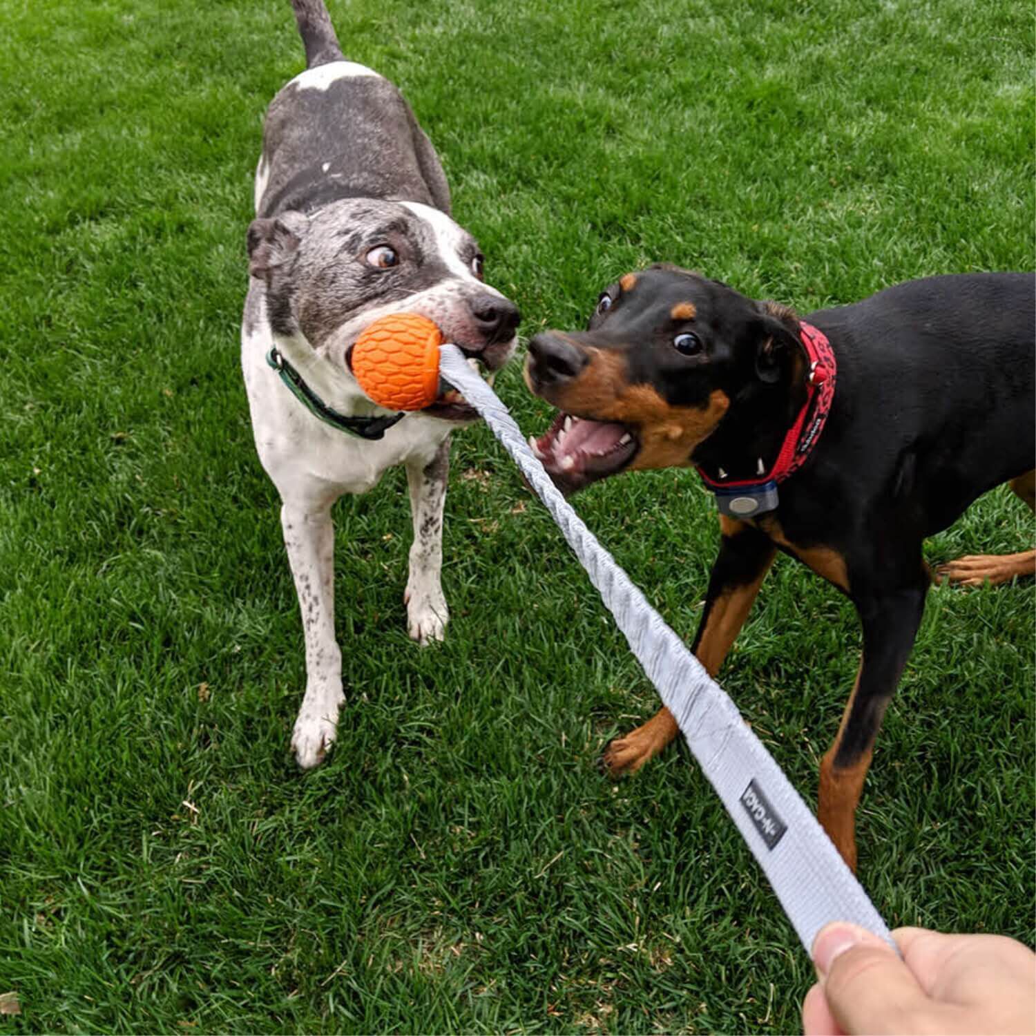 N-Gage Handler Rope & Tug Dog Toy - Jumbo