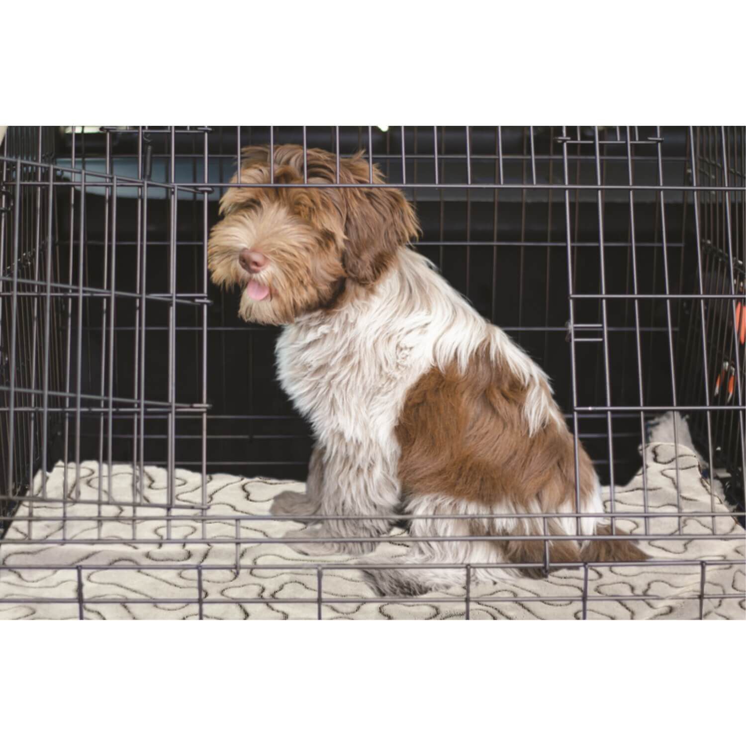 Spot Bones Gray Dog Blanket, 40X60"