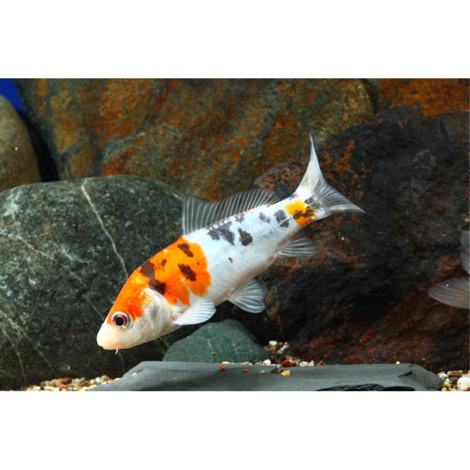 Assorted Koi 3-4" Regular