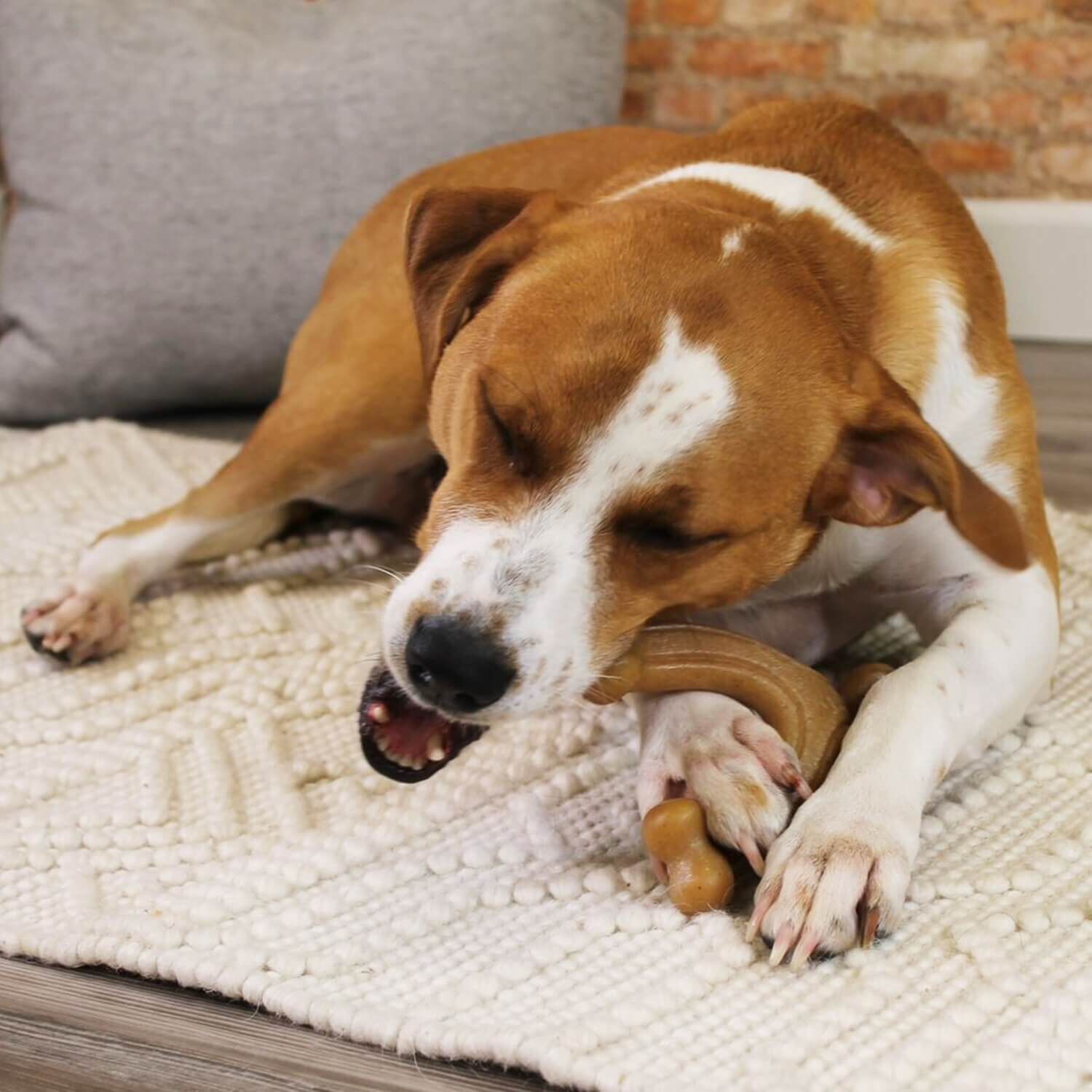 Nylabone Gourmet Style Strong Chew Wishbone Dog Toy - Bacon Flavor