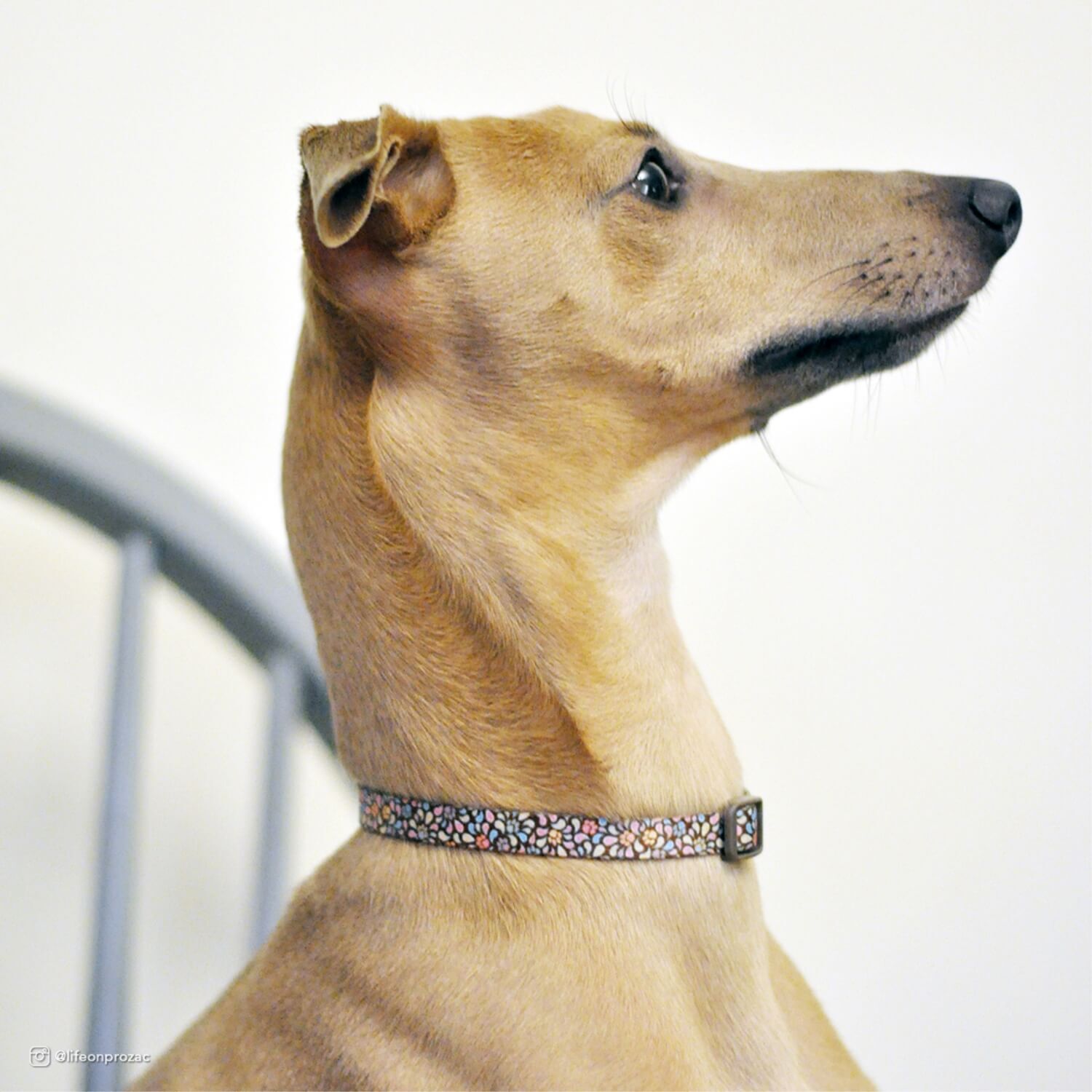 Coastal Pet Products Styles Adjustable Dog Collar - Chevron & Stars, 1"X18"-26"