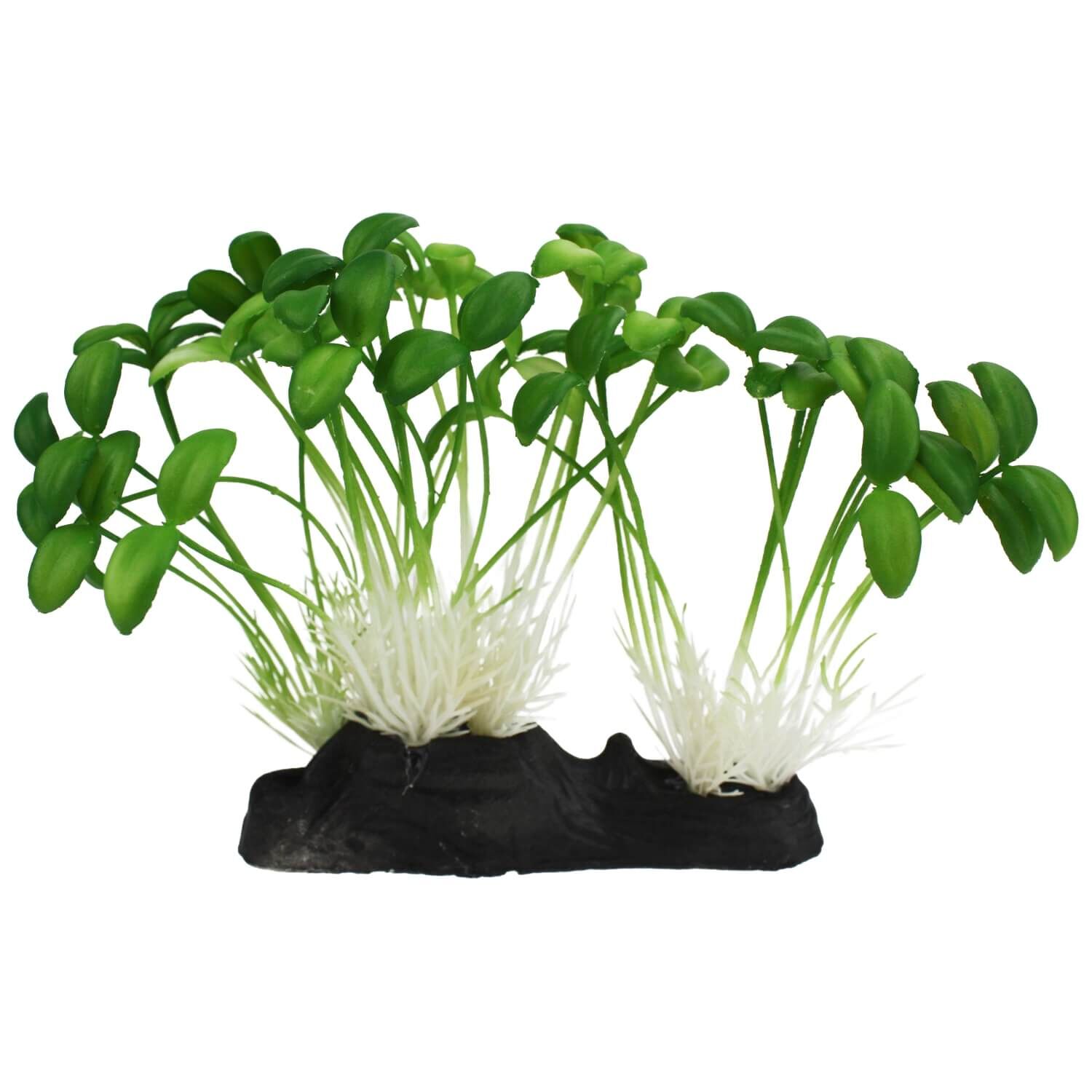 Sprouts For Reptiles