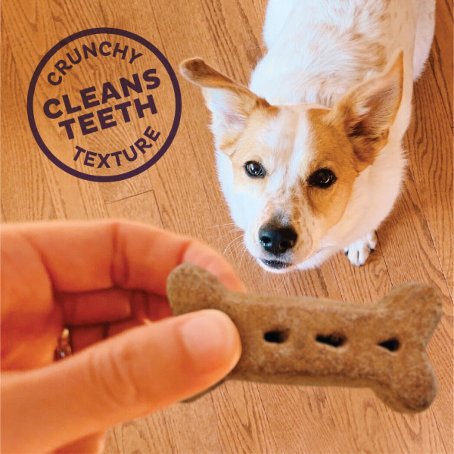 Old Mother Hubbard Wellness P-Nuttier Value Box Natural Large Oven-Baked Biscuits Dog Treats, 6Lb