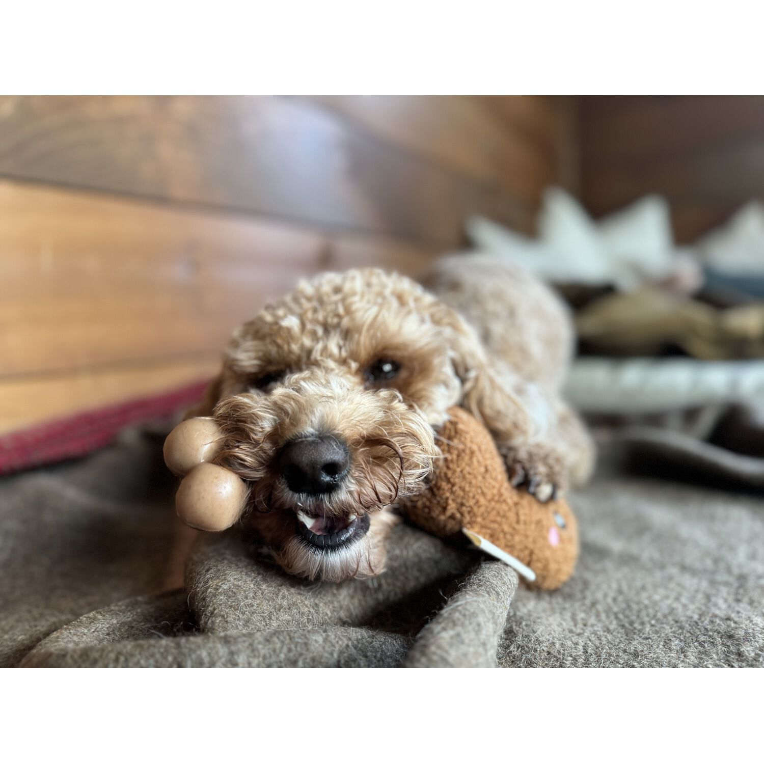 Territory Chicken Leg Bone 2-In-1 Squeak & Chew Dog Toy, 8"
