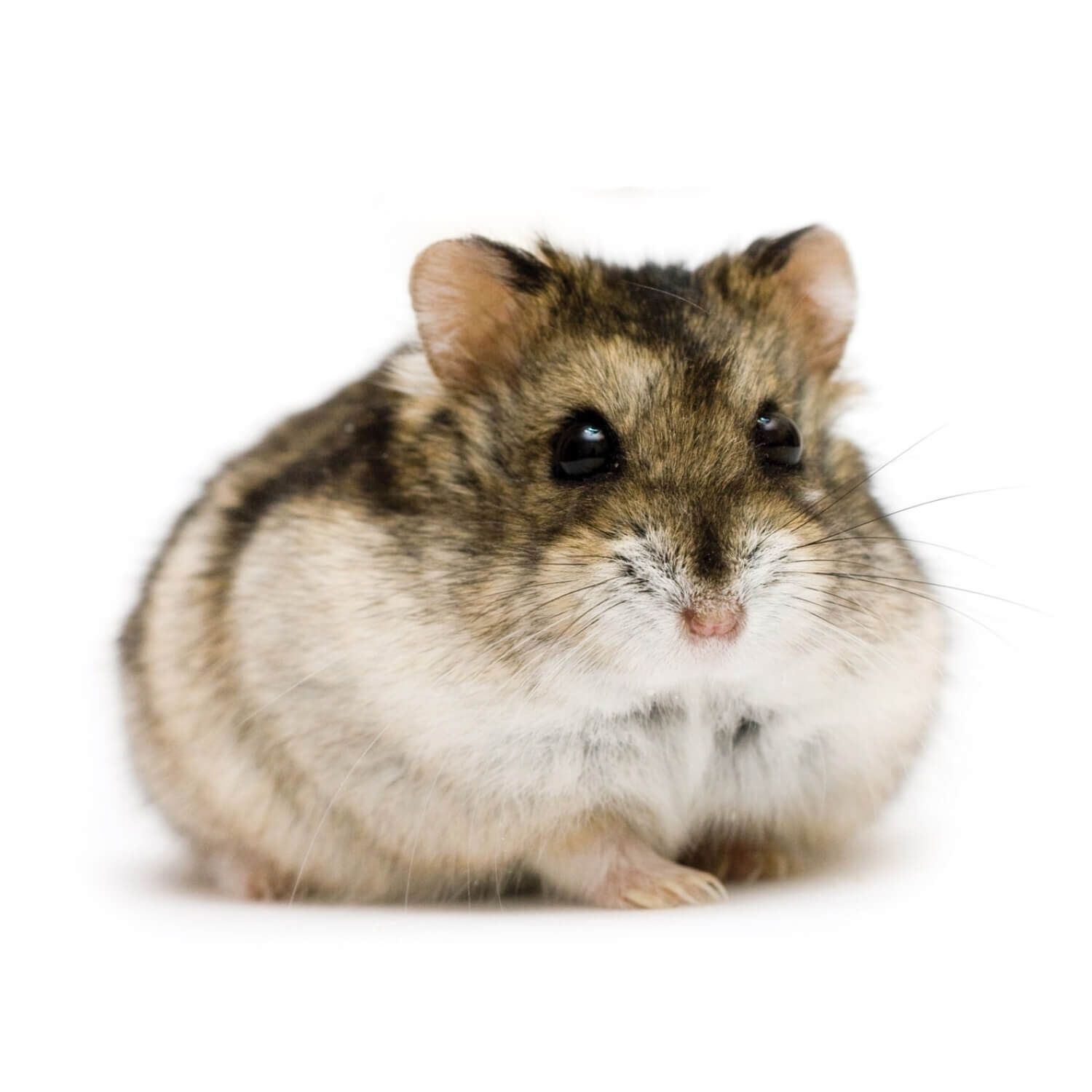 Dwarf Hamster