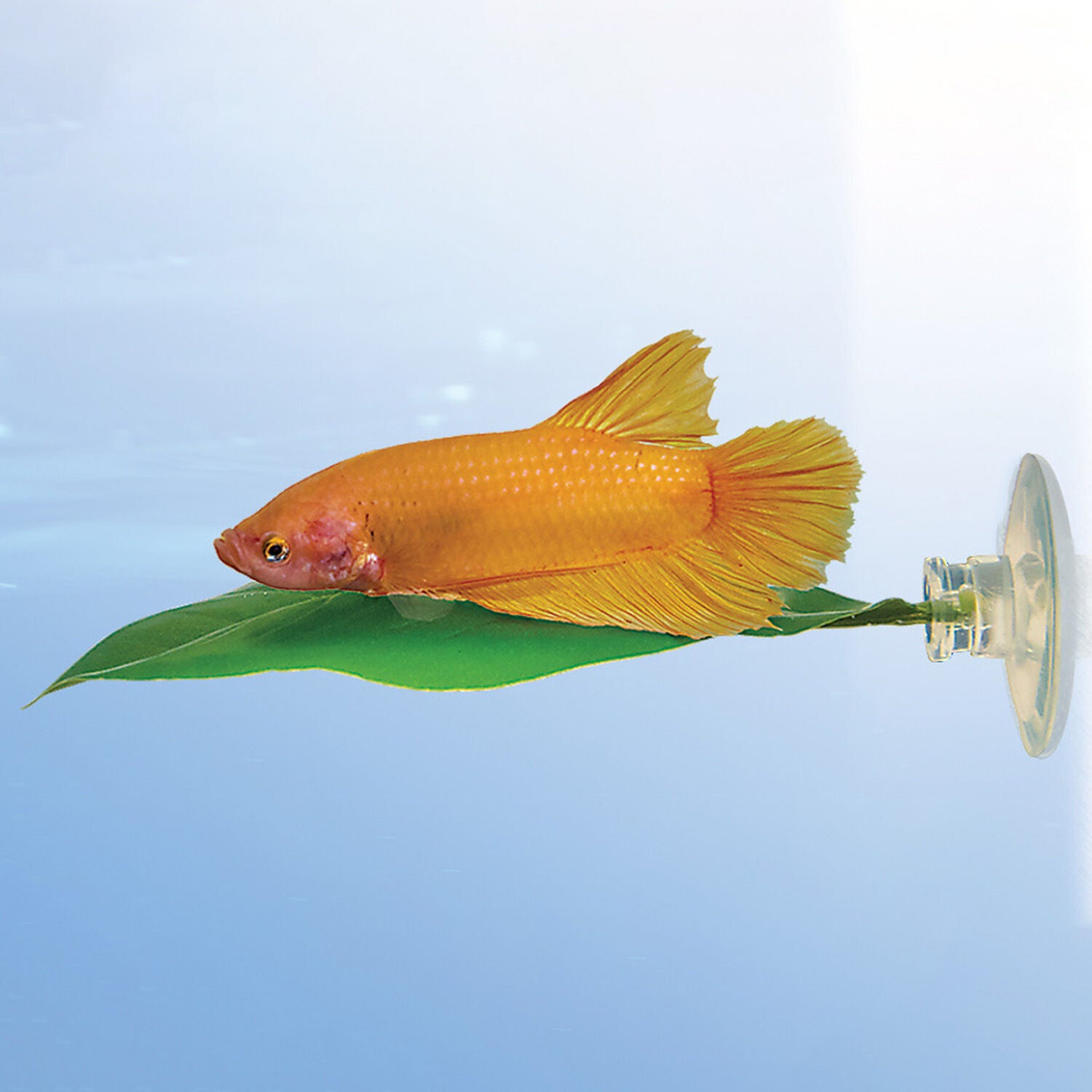Zoo Med Large Betta Leaf Hammock Aquarium Plant