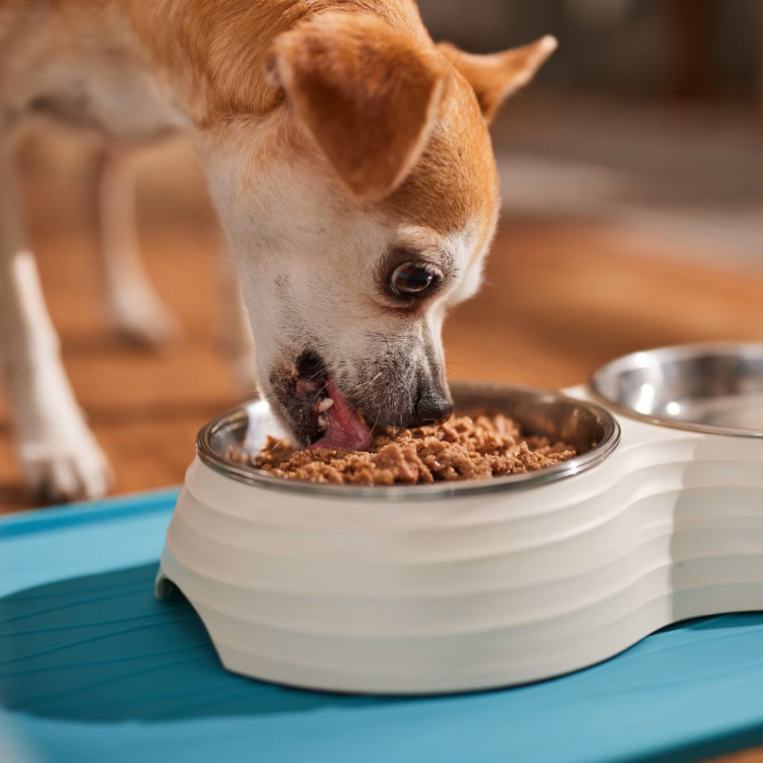 Royal Canin Canine Care Nutrition&trade; Digestive Care Loaf In Sauce Wet Dog Food, 13.5 Oz - Pack Of 12