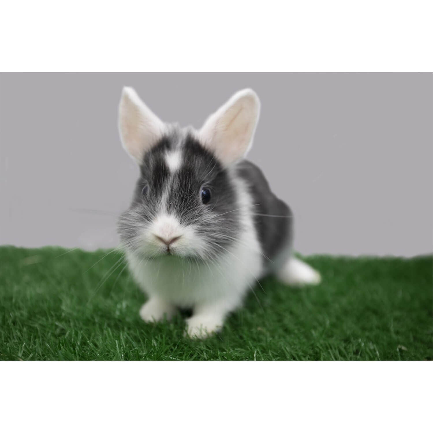 Super Toy Rabbit