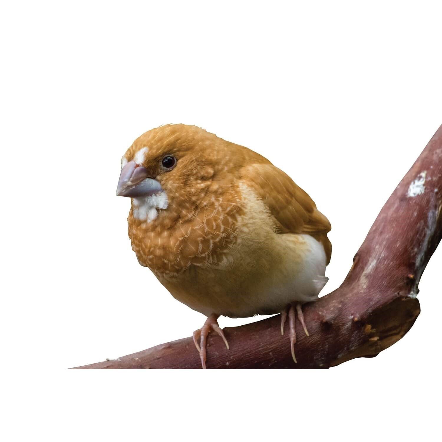 Society Finch