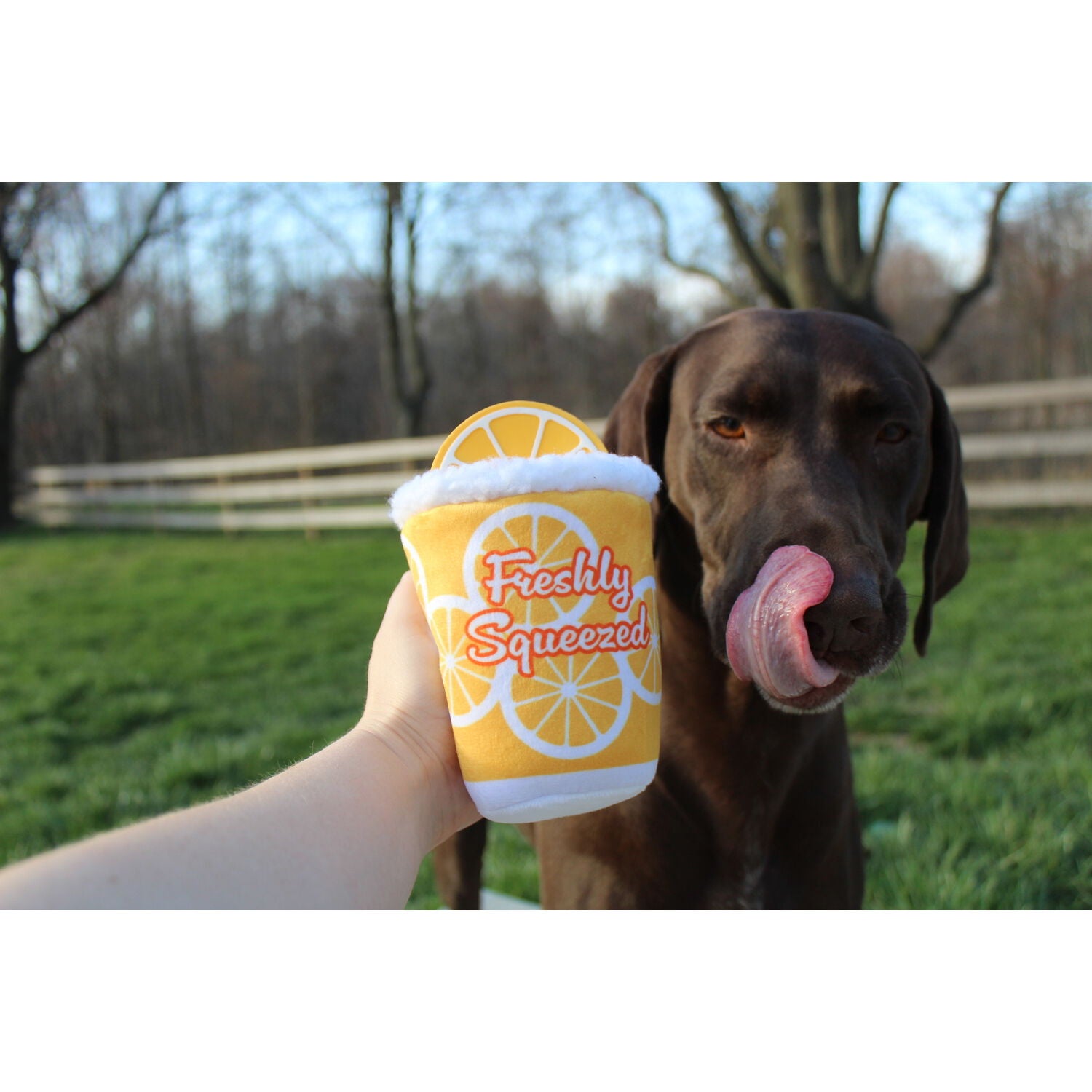 Territory Lemonade 2-In-1 Fetch Squeaker Dog Toy, 6"