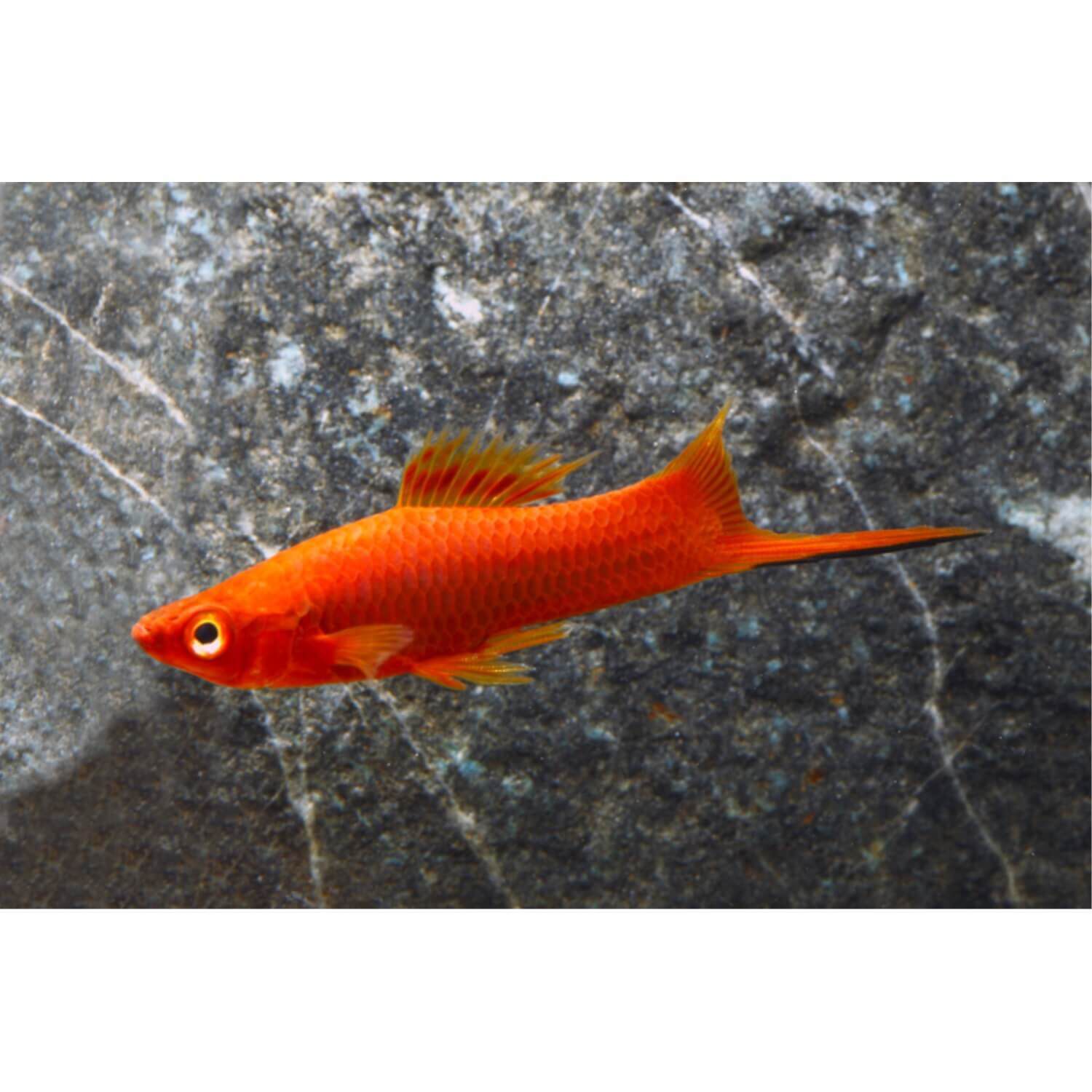 Assorted Swordtail Regular