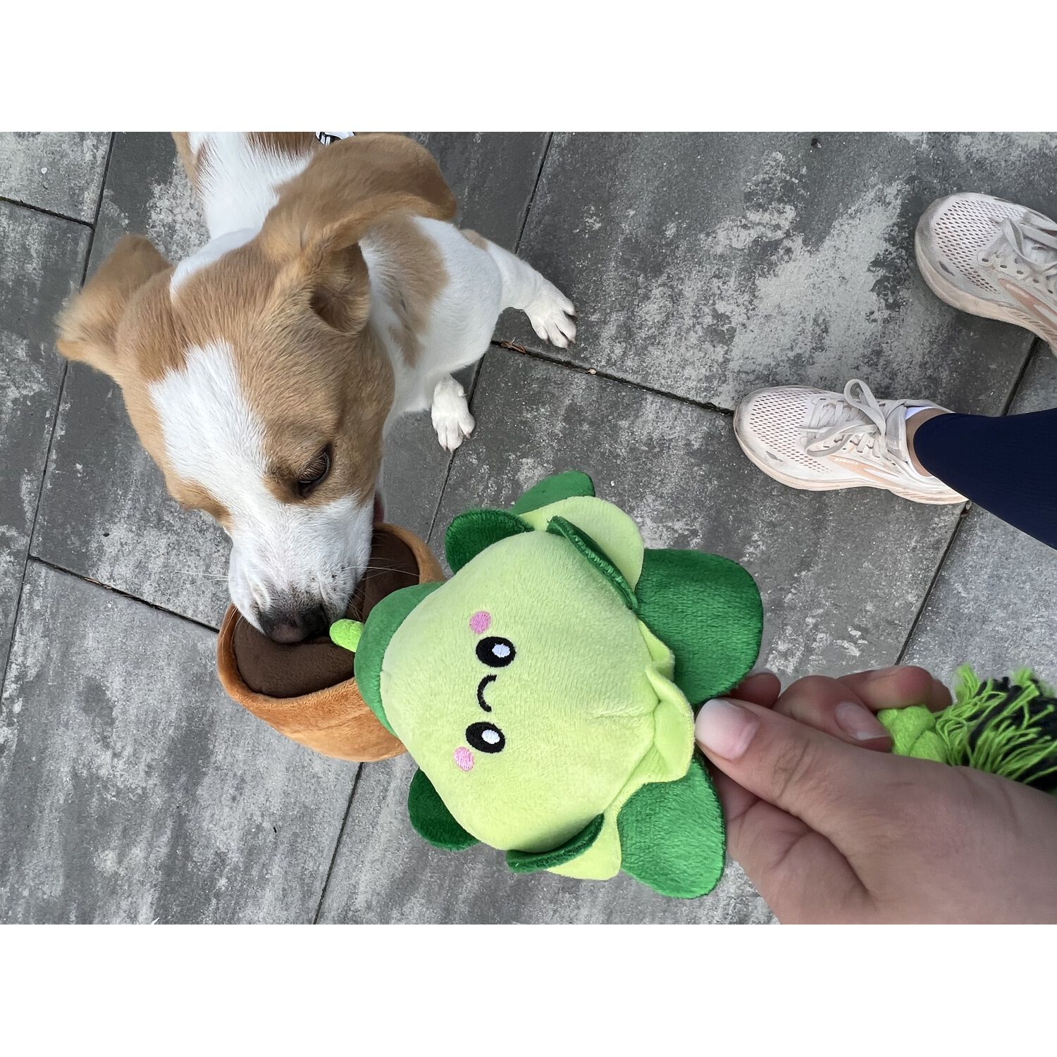 Territory Lettuce Treat-And-Tug Dog Toy, 15"