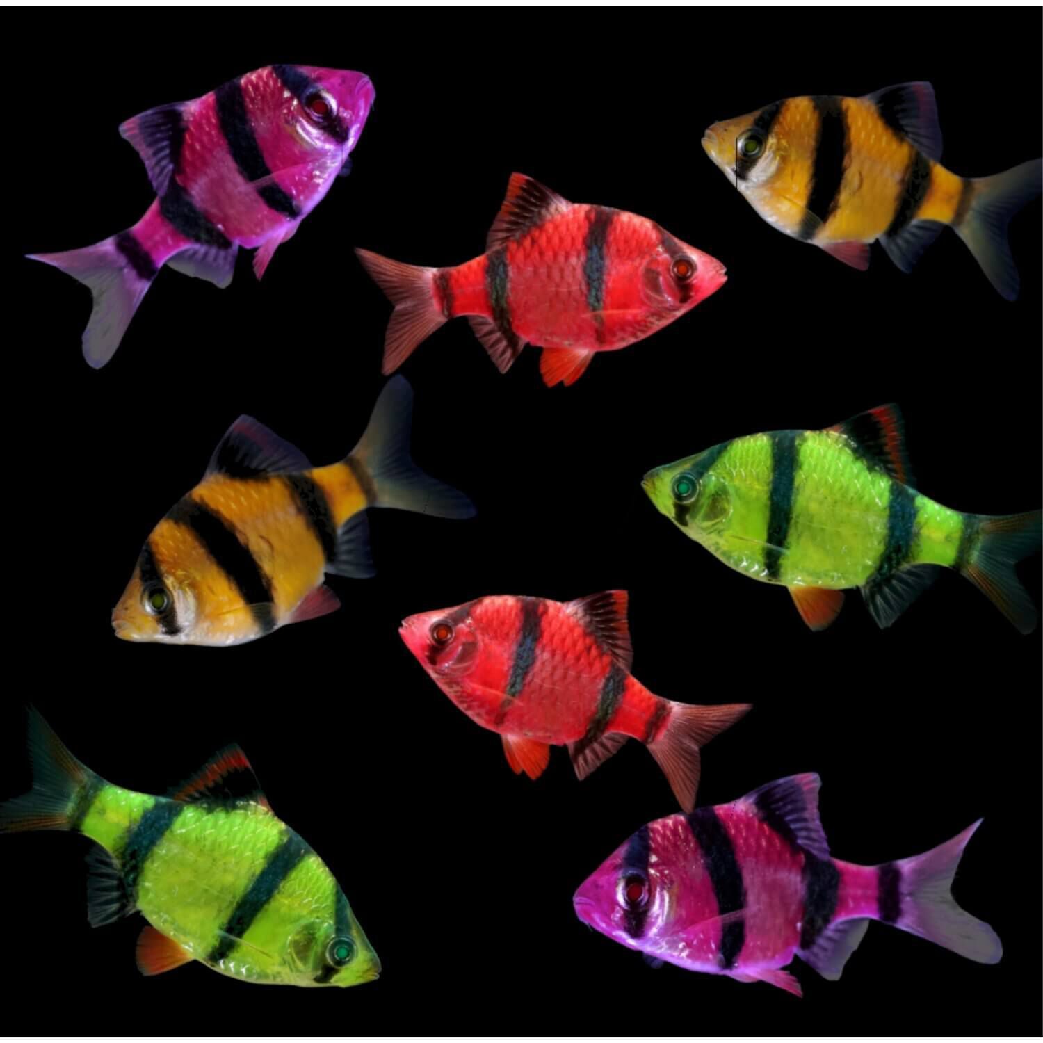 Glofish Barb