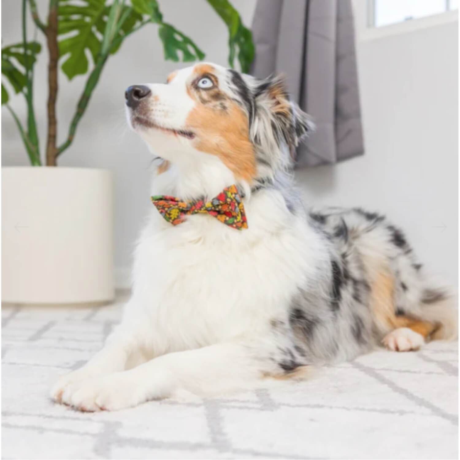 Huxley & Kent Leaves & Nuts Dog Collar Bow Tie