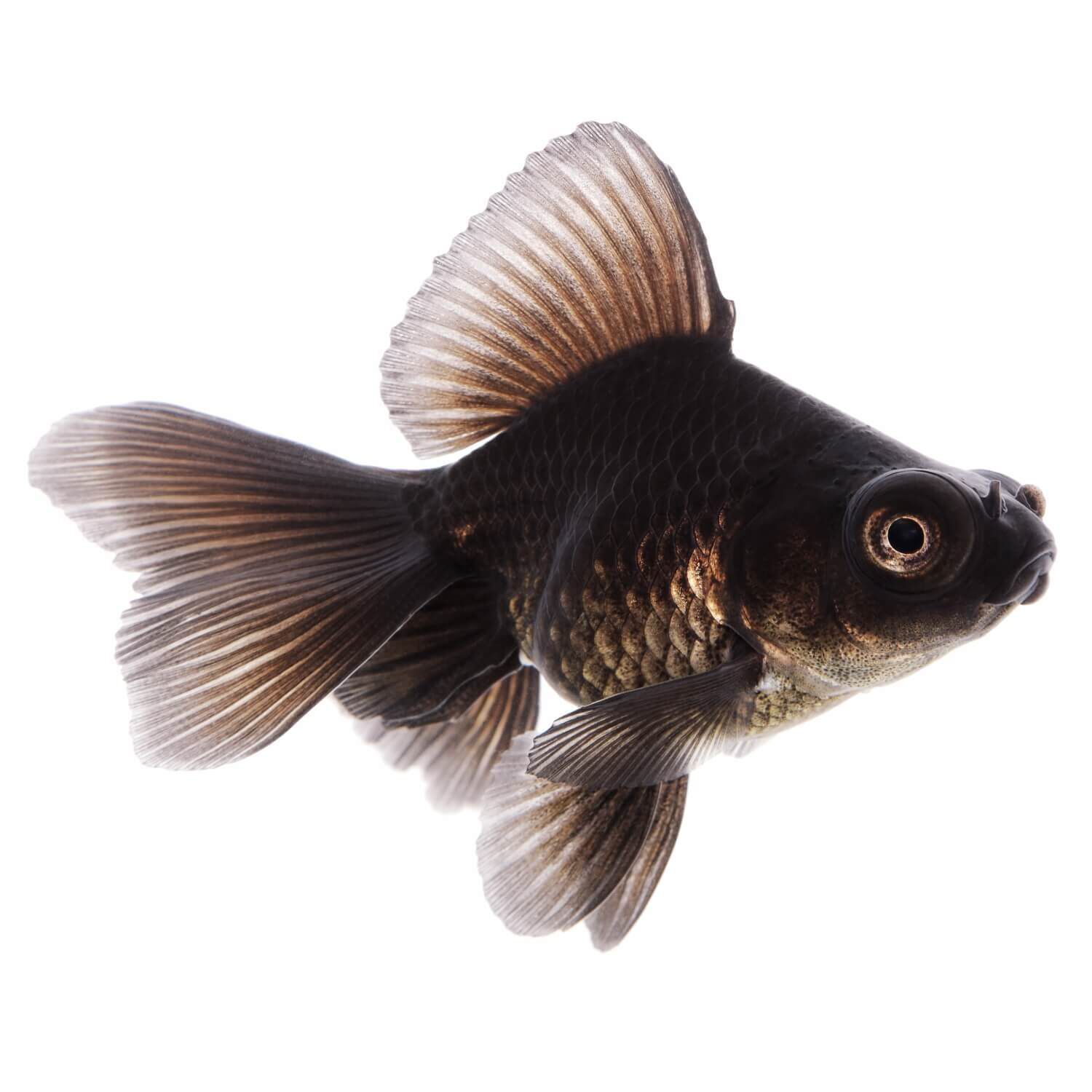Black Moor Goldfish Regular