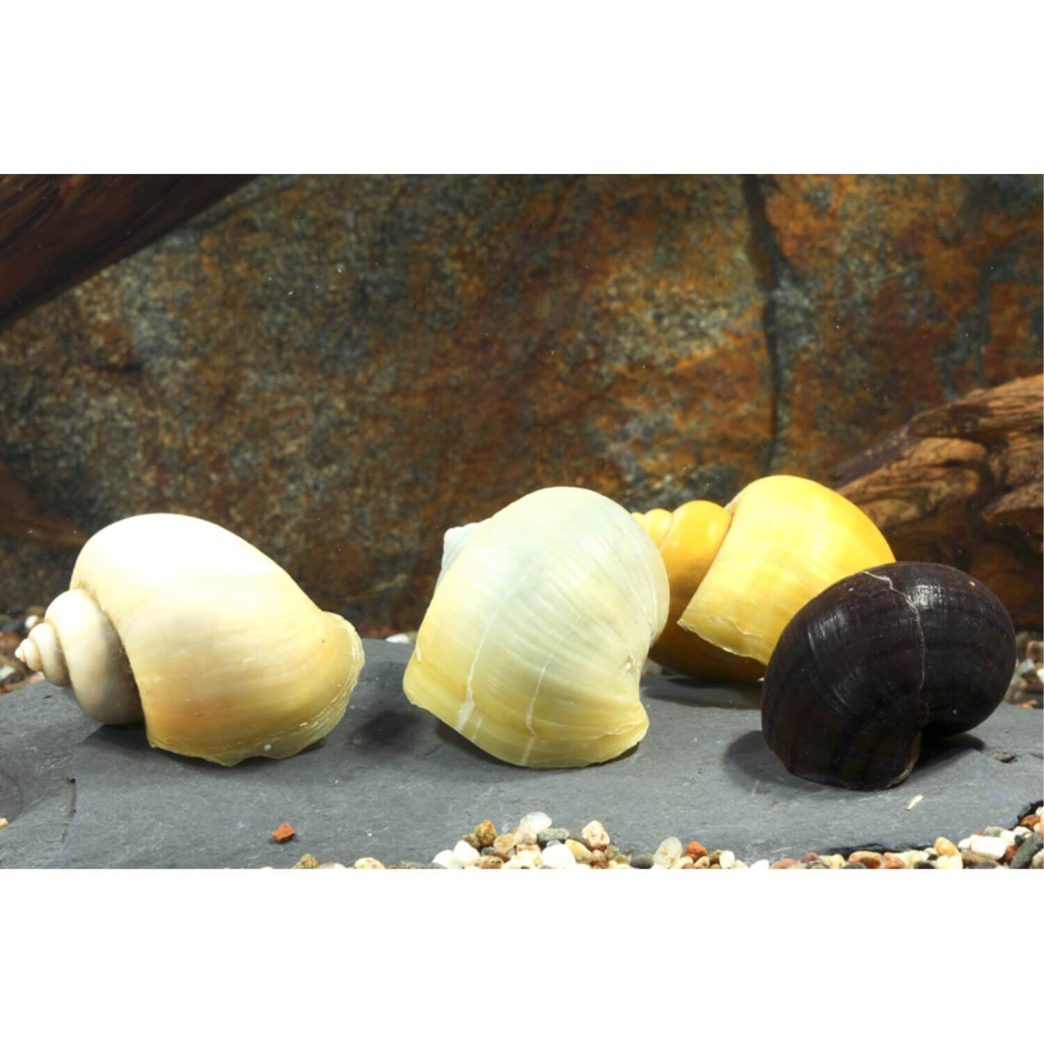 Mystery Snail