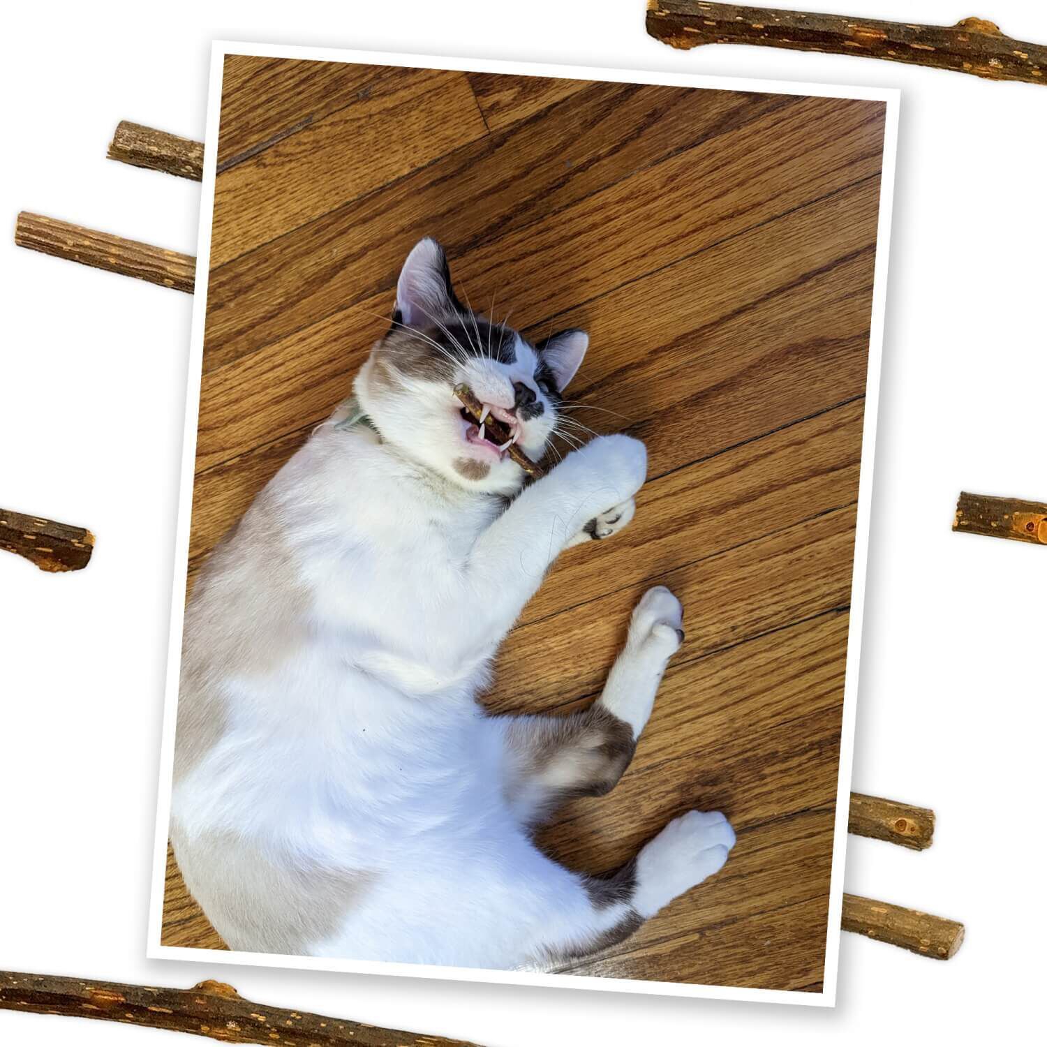 Meowijuana Silvervine Sticks For Cats