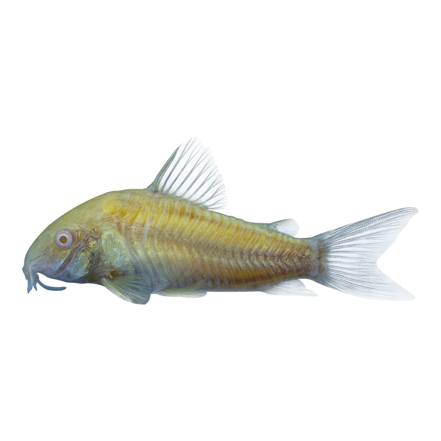 Glofish Corydoras Catfish