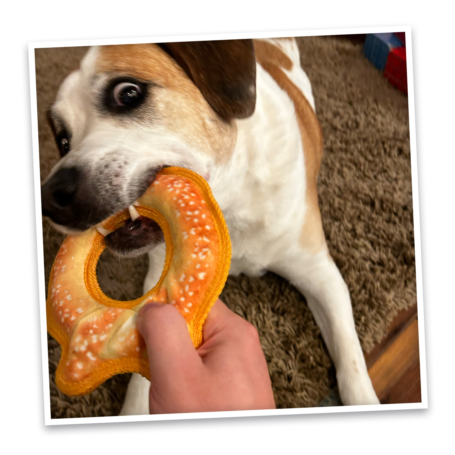 Doggijuana Tuffer Chewer Mini Pretzel Ring Refillable Durable Chew Dog Toy With Catnip