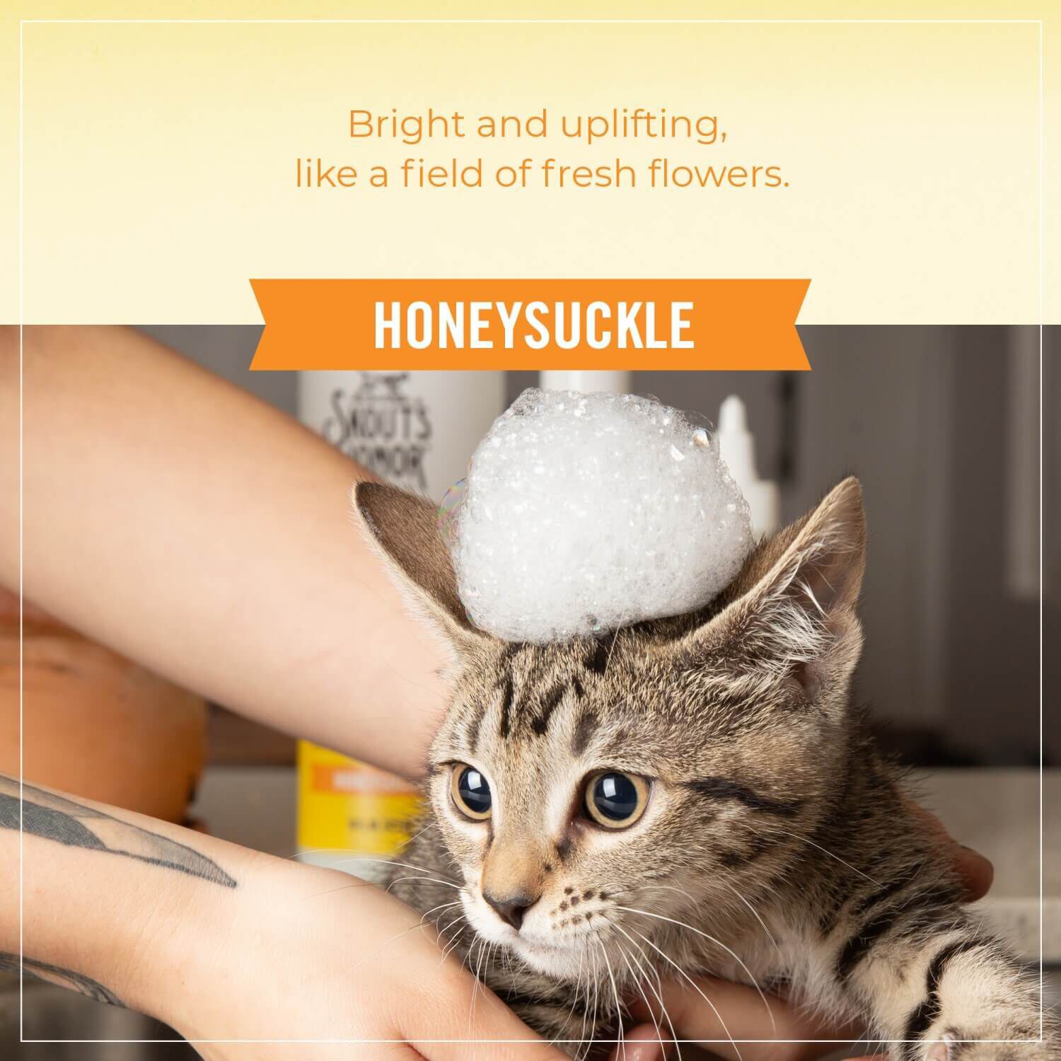Skout's Honor Probiotic Shampoo + Conditioner For Cats, Honeysuckle