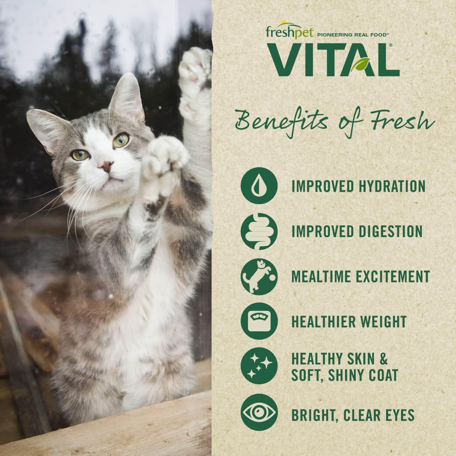 Freshpet Vital Grain Free Fresh Cat Food, Chicken Recipe