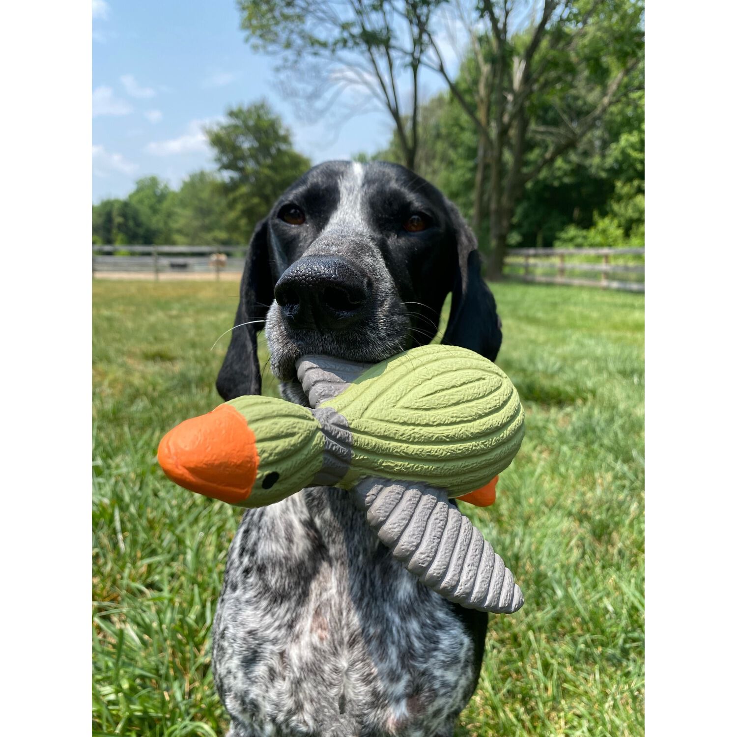 Tall Tails Duck Latex Squeaker Dog Toy, 8"