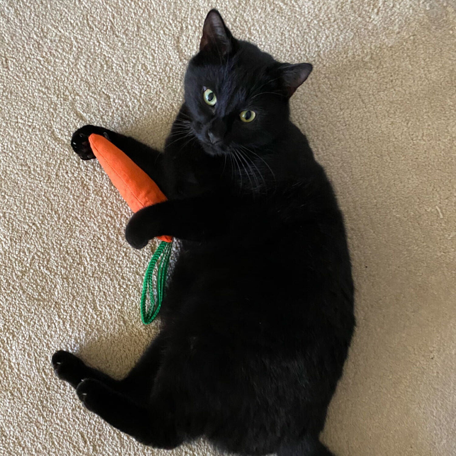 King Catnip Resealable Carrot With Organic Catnip Cat Toy