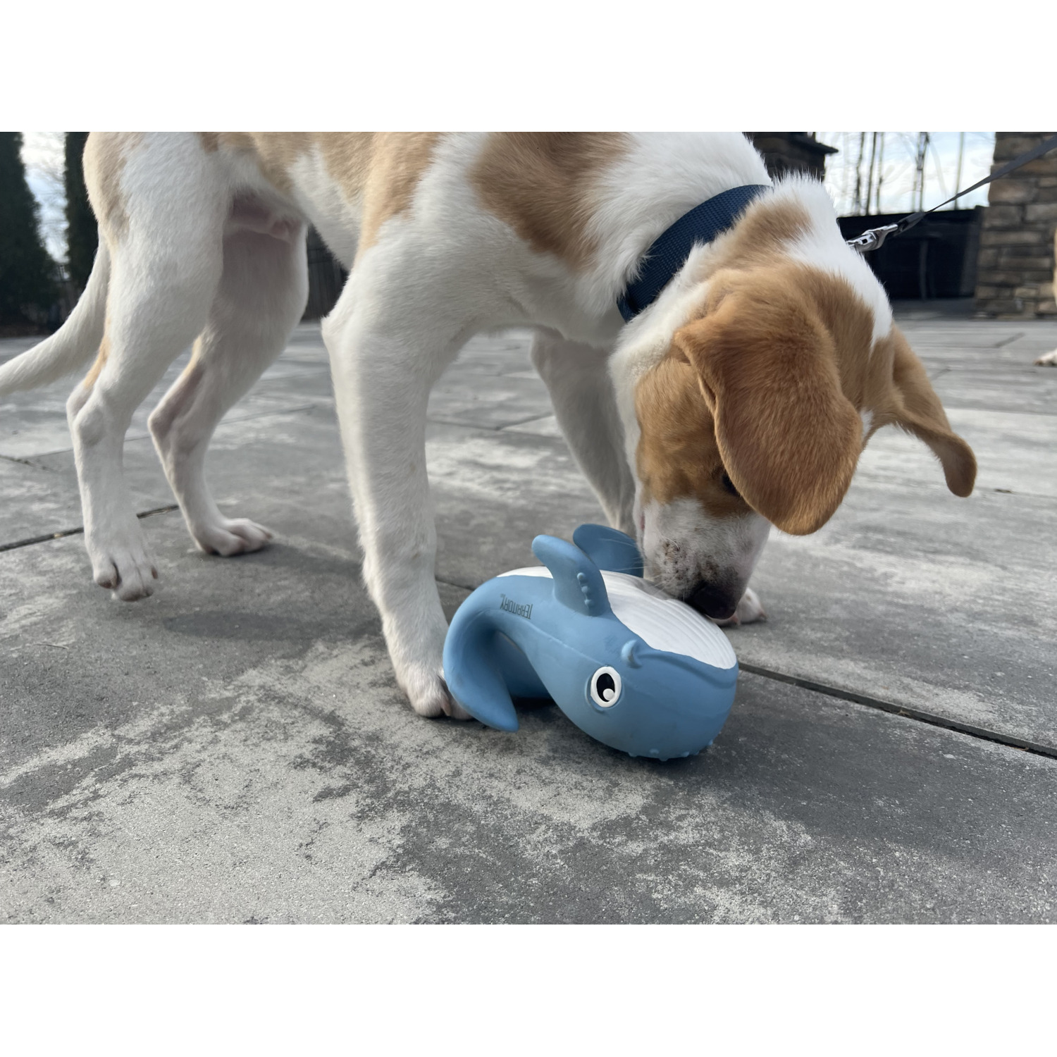 Territory Natural Rubber Whale With Squeaker Dog Toy, 7"