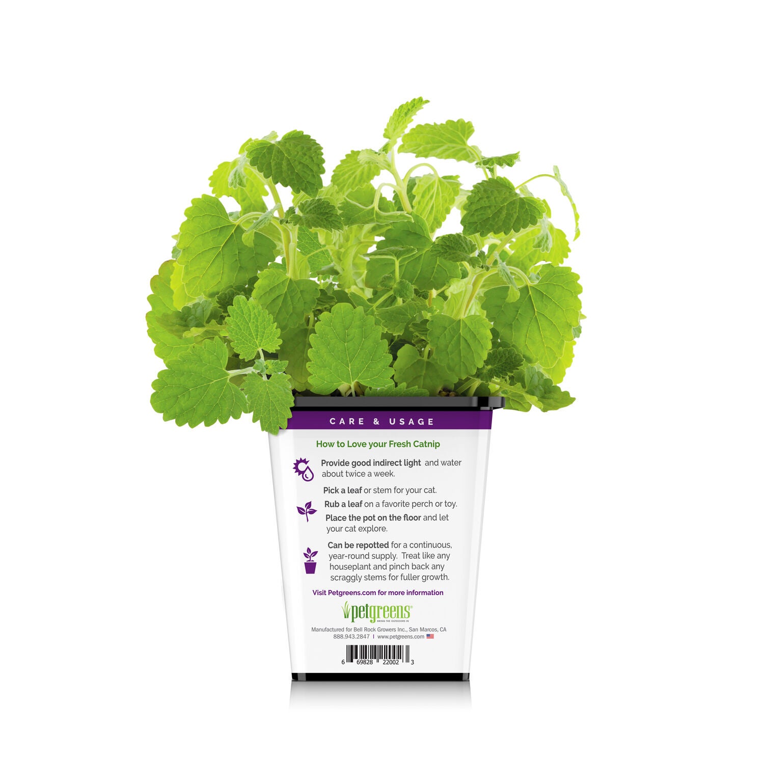 Pet Greens Live Catnip Cat Treat