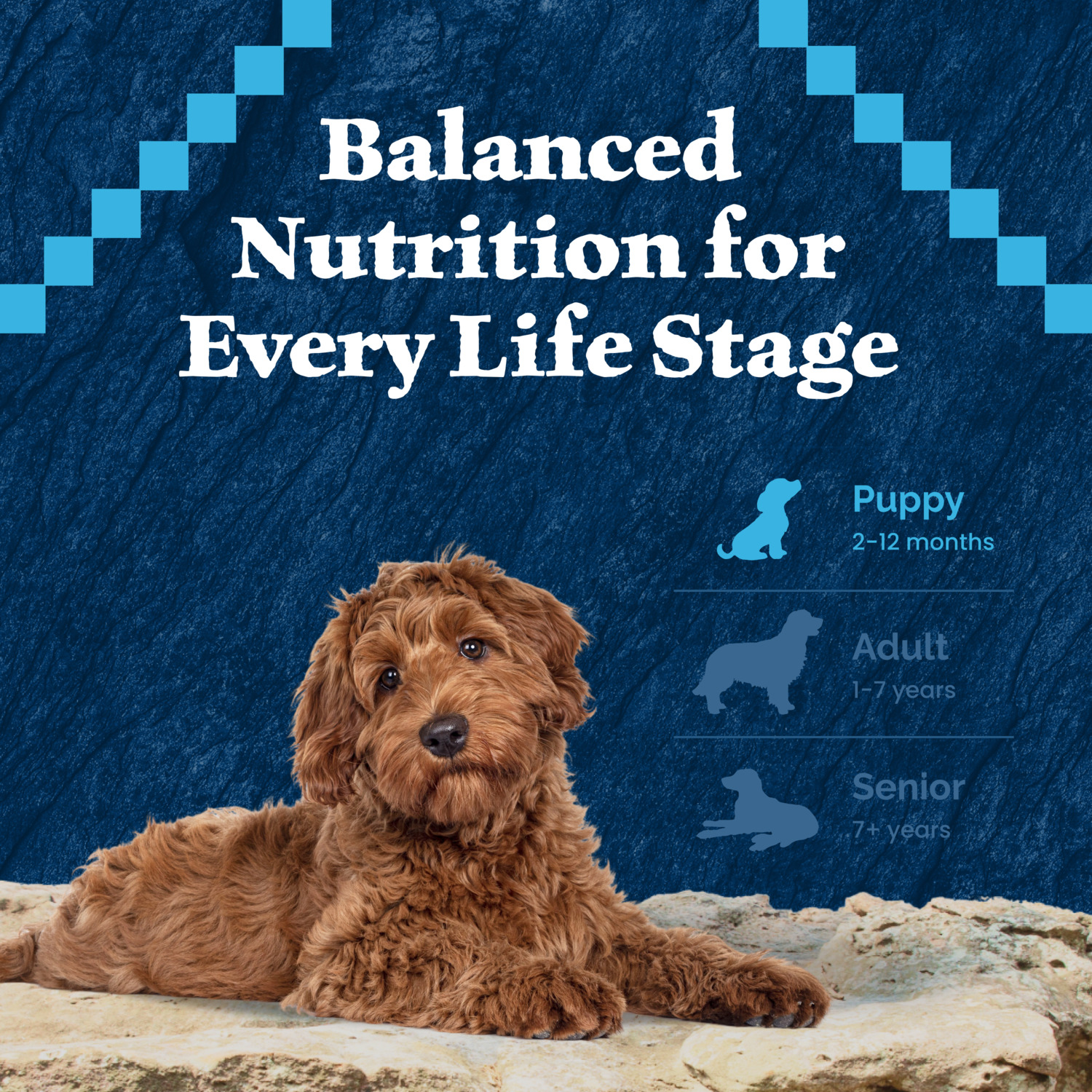 Blue Buffalo Wilderness Chicken Recipe High-Protein Puppy Dry Dog Food