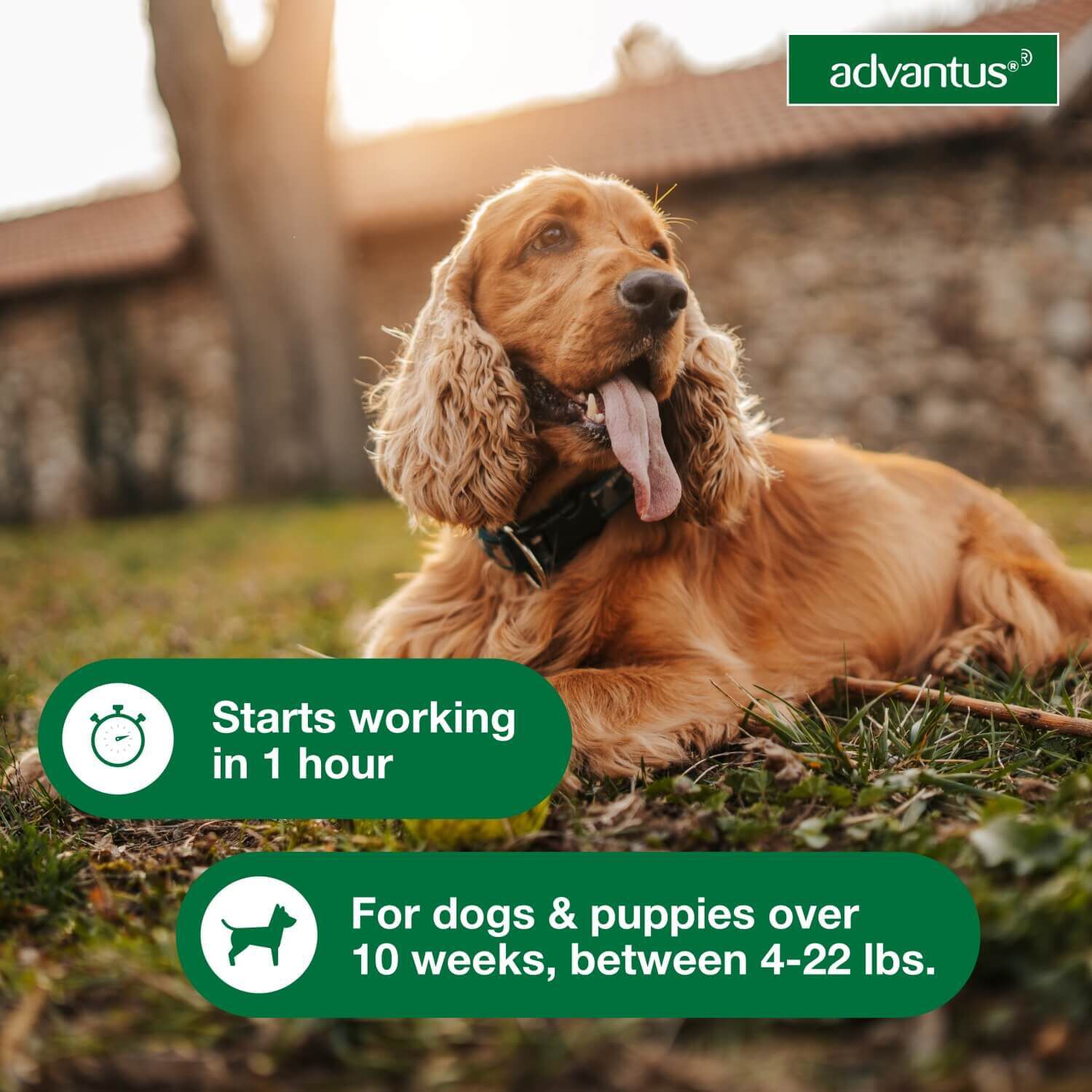Advantus Oral Flea Treatment For Dogs, 4-22 Lbs