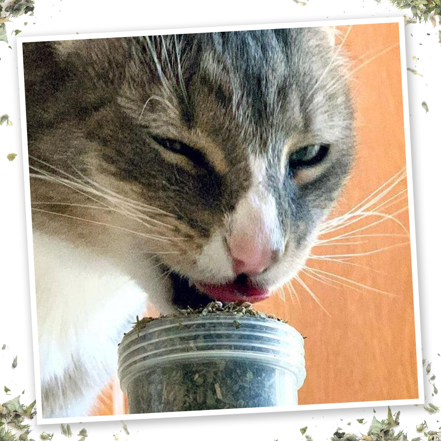 Meowijuana Meowi-Waui - Ground Catnip & Catnip Buds